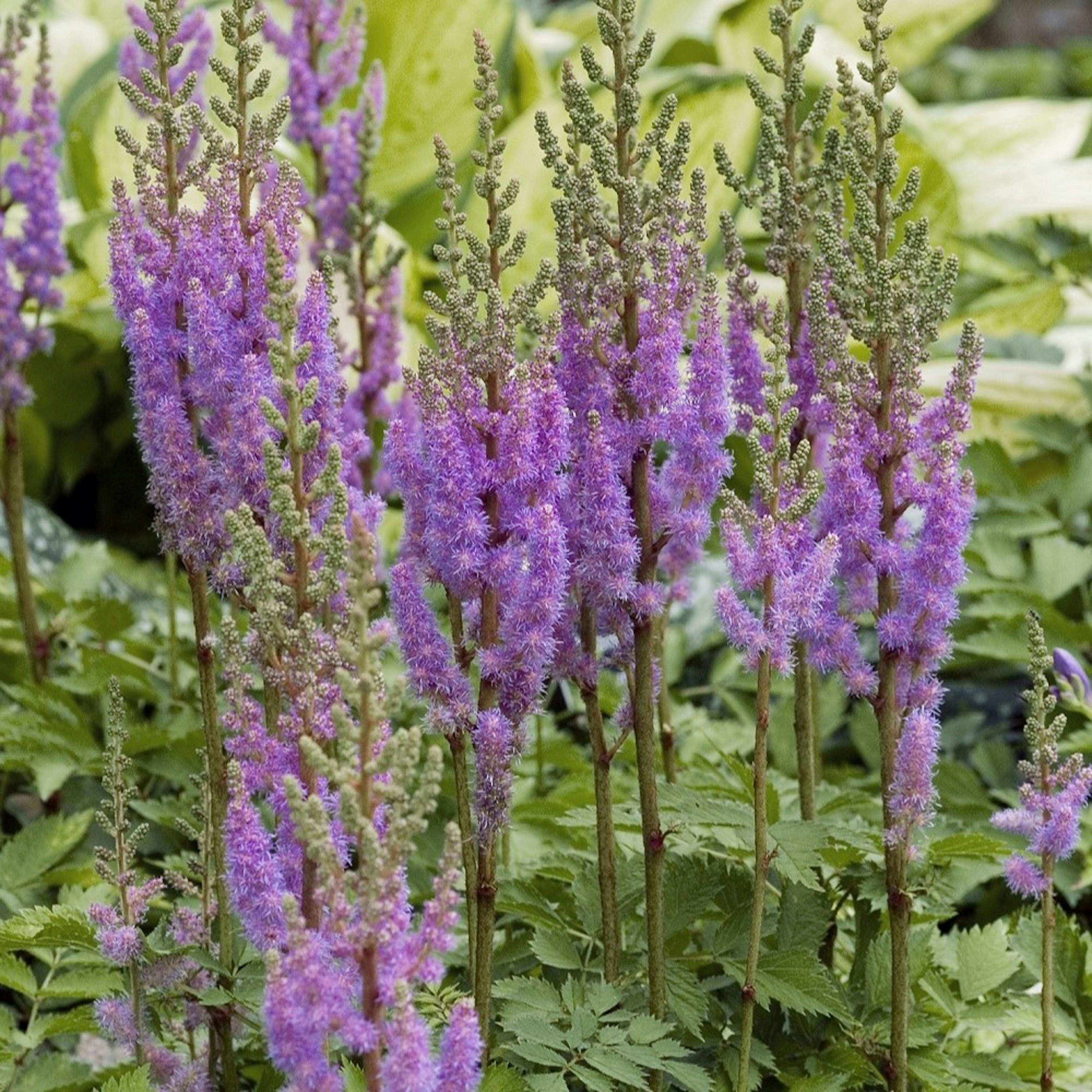 Planta Omnia Garden Dvärgastilbe