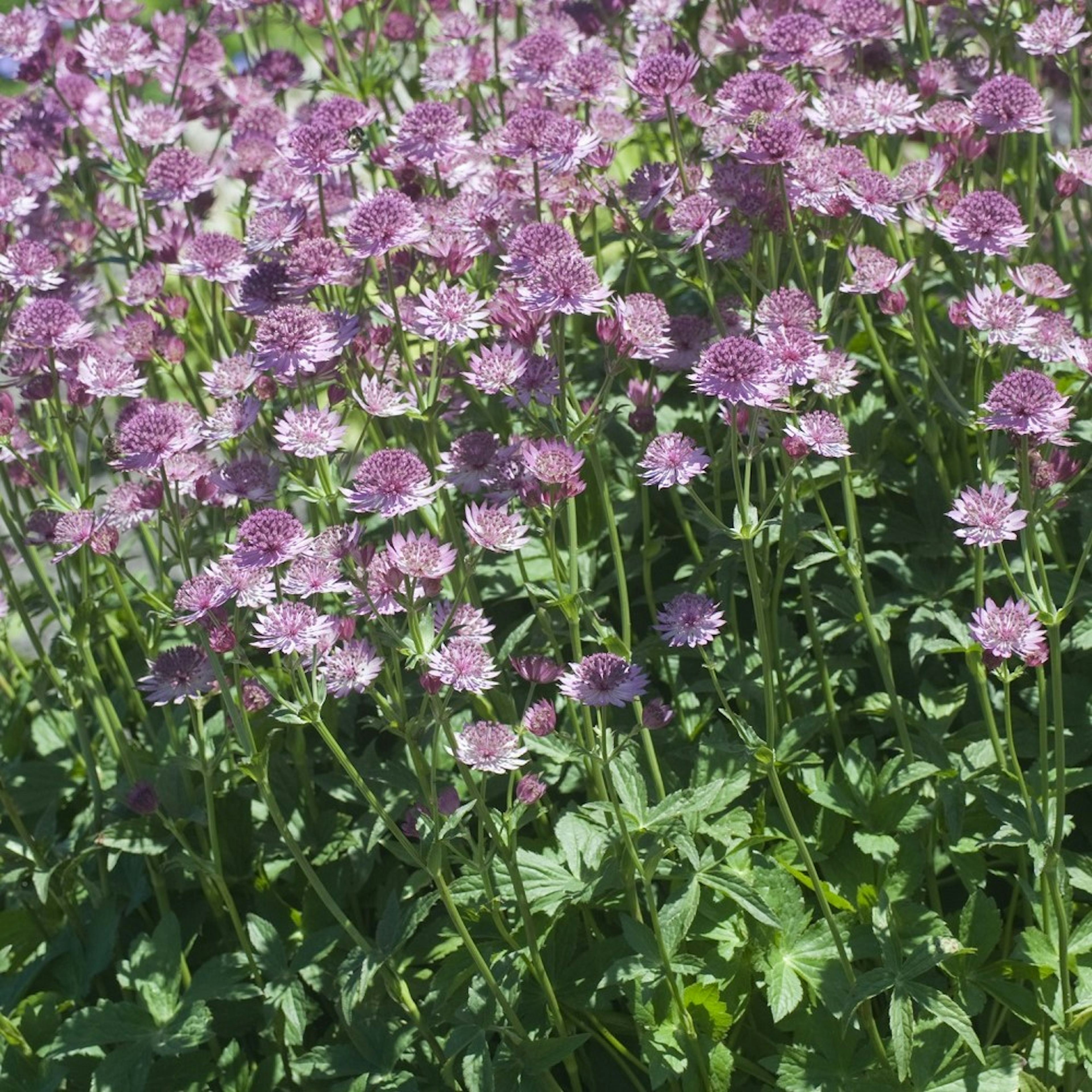 Planta Omnia Garden Stjärnflocka Major Roma