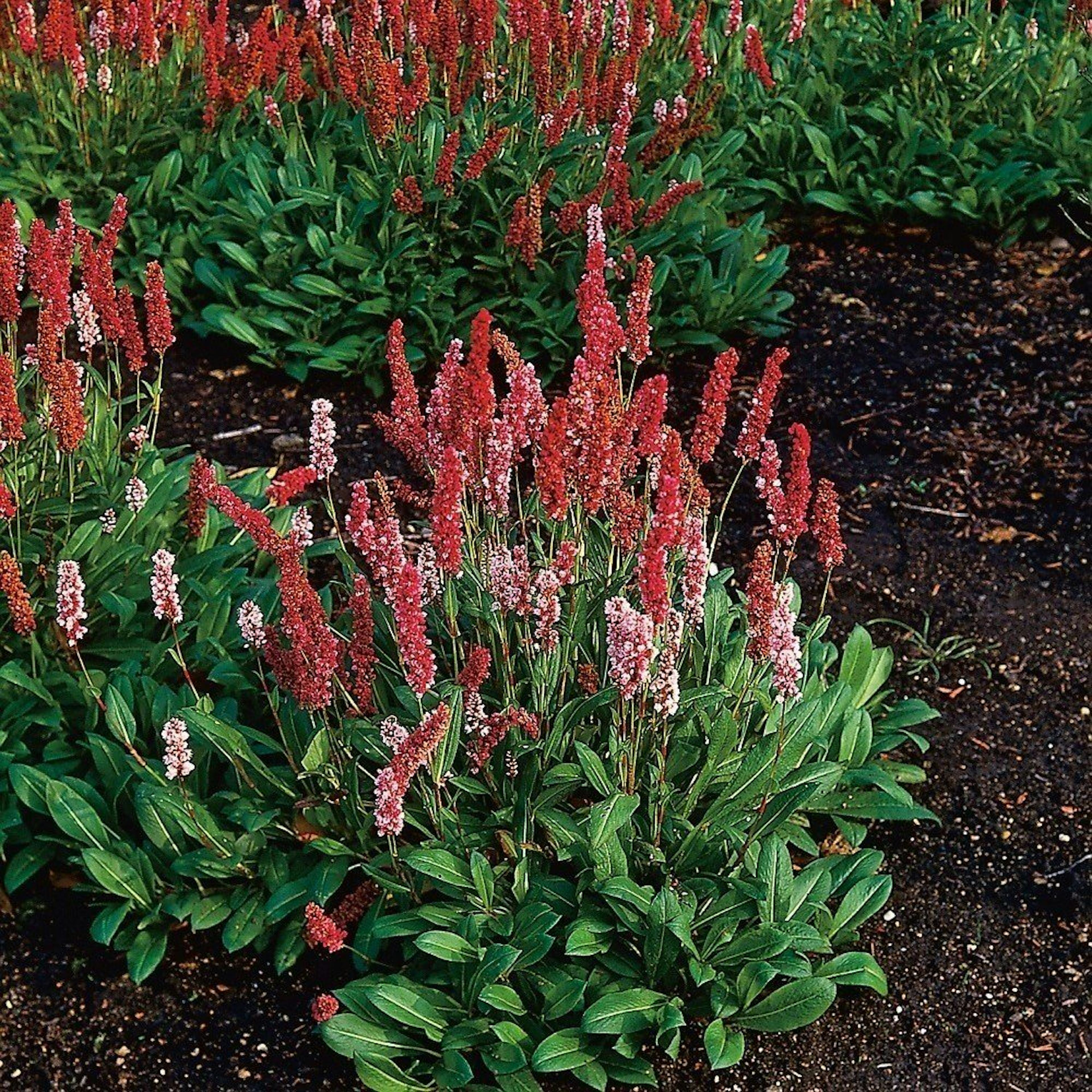Planta Omnia Garden Bergormrot Darjeeling Red