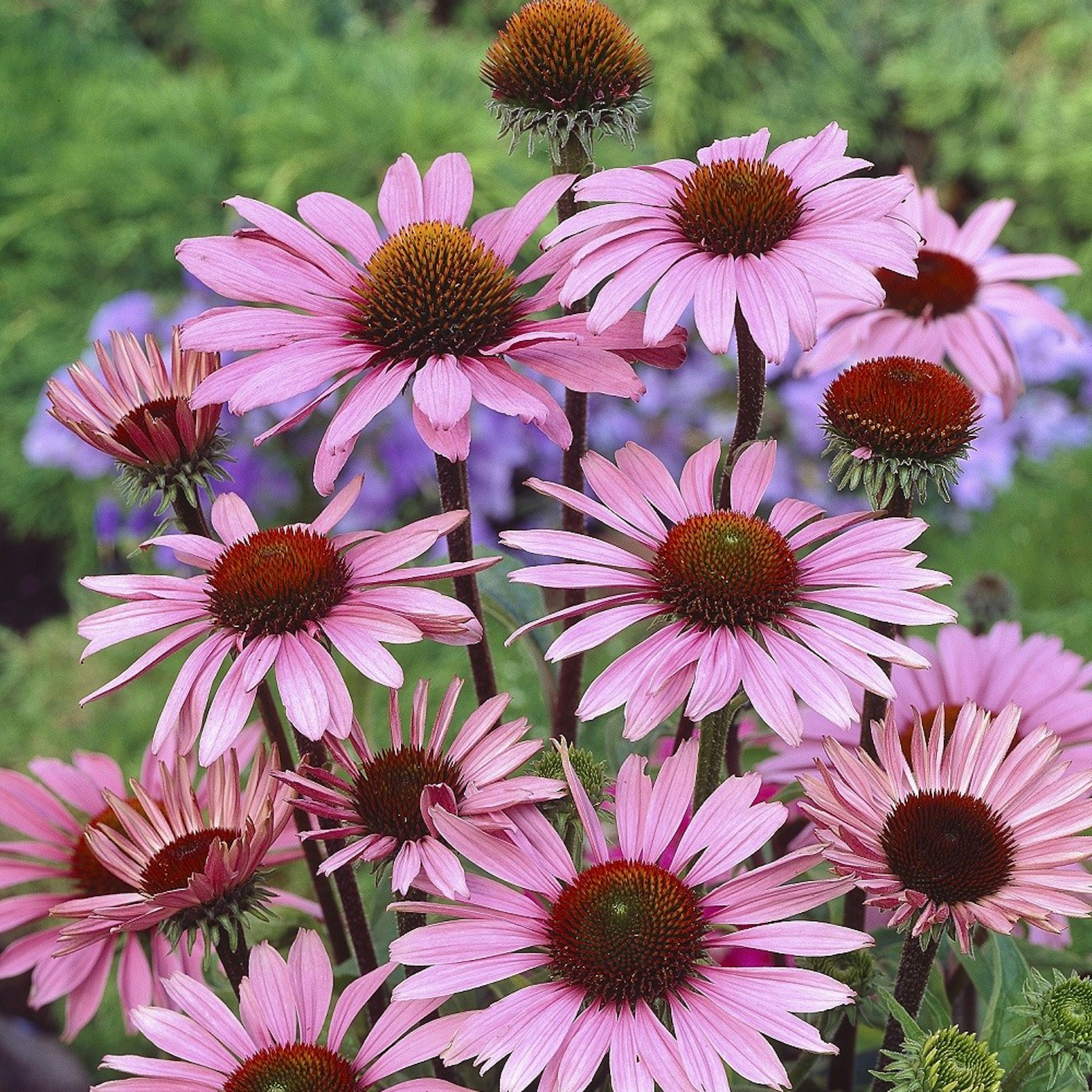 Planta Omnia Garden Röd solhatt Magnus