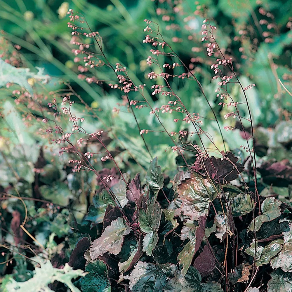 Planta Omnia Garden Alunrot Rachel