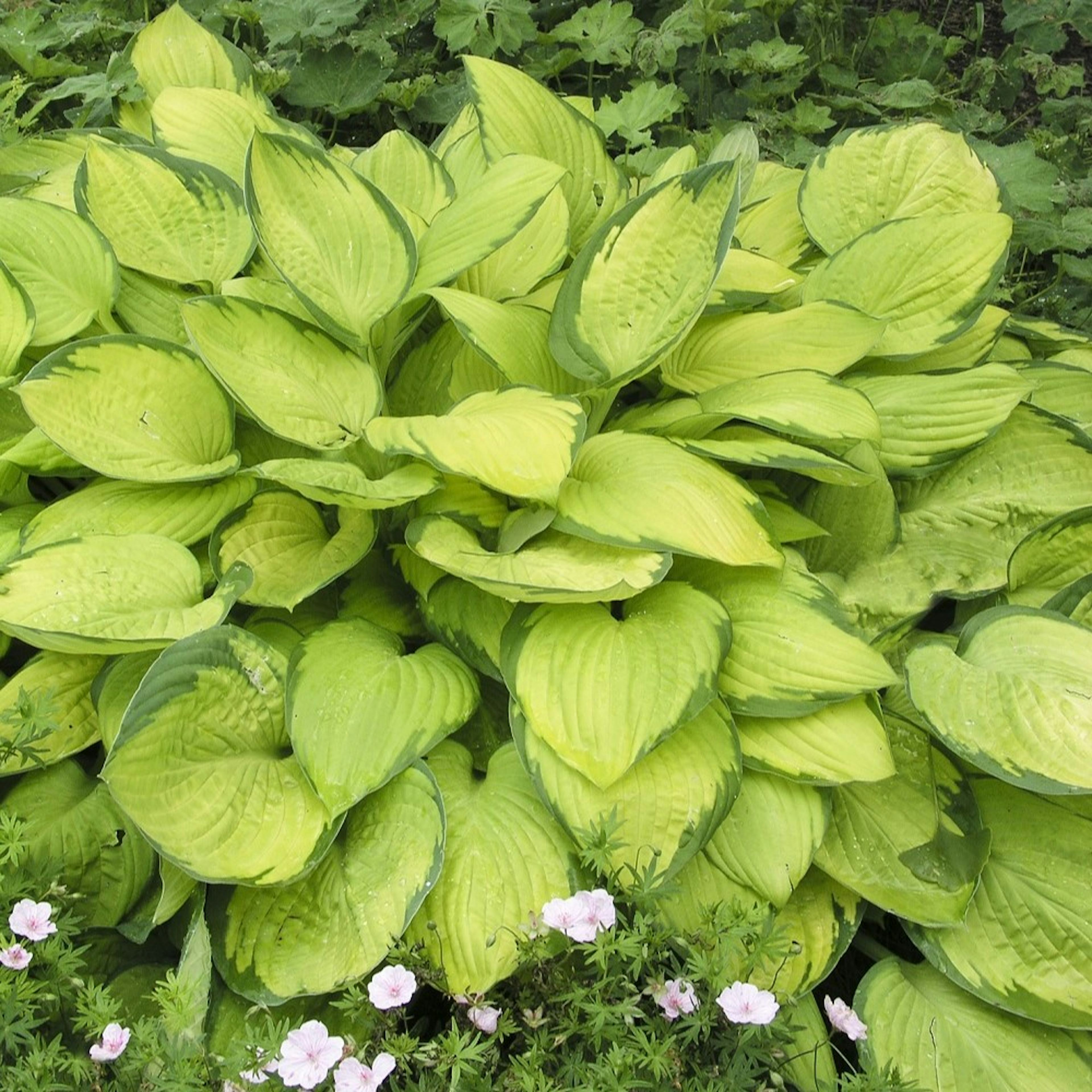 Planta Omnia Garden Blomsterfunkia Gold Standard