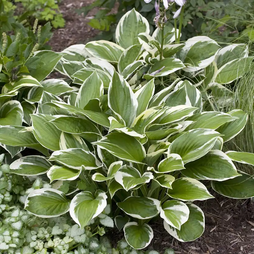 Planta Omnia Garden Blomsterfunkia Patriot