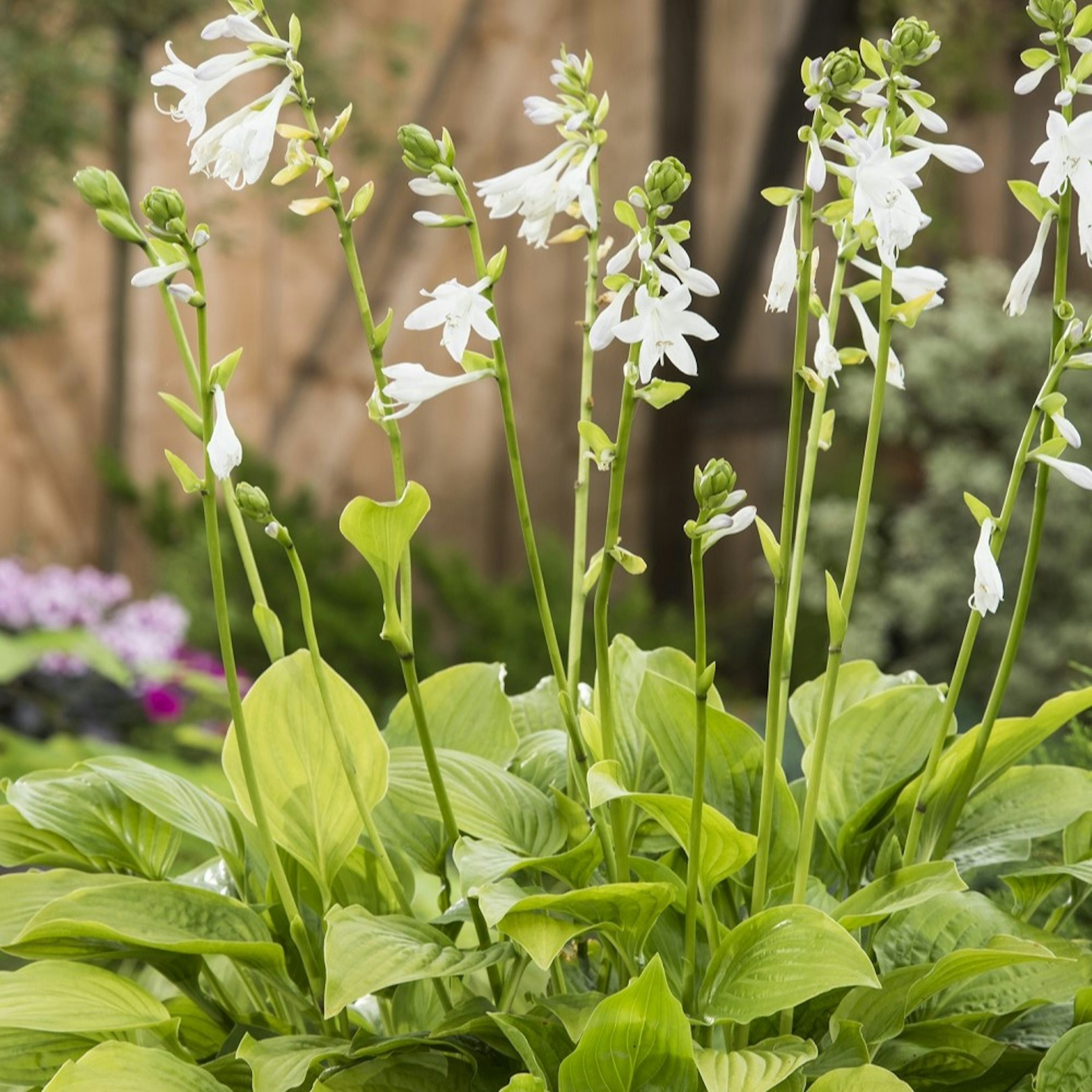 Planta Omnia Garden Doftfunkia Royal Standard