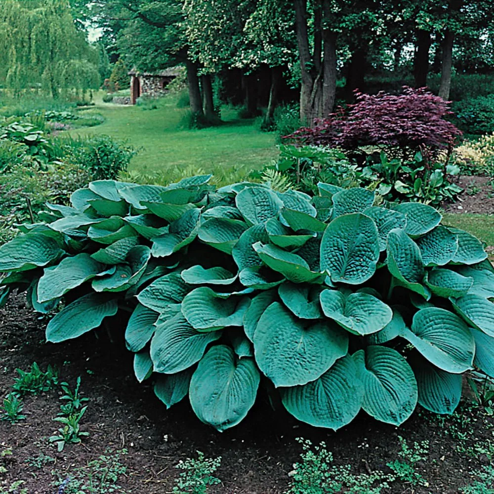 Planta Omnia Garden Daggfunkia Sieboldiana Elegans