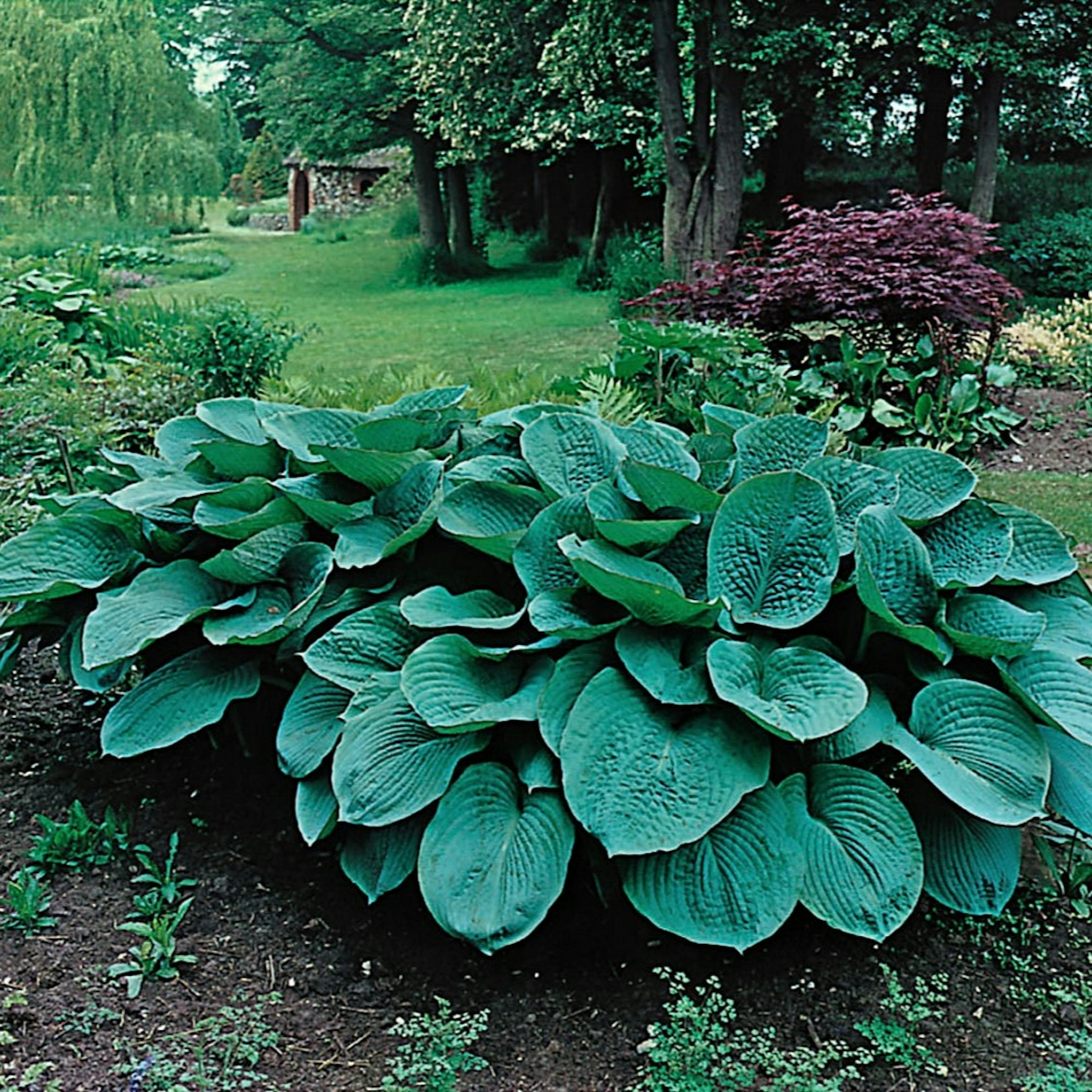 Planta Omnia Garden Daggfunkia Sieboldiana Elegans