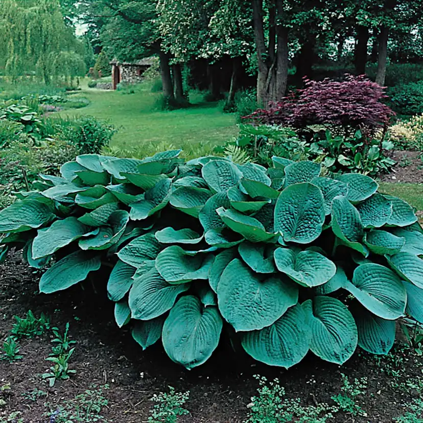 Planta Omnia Garden Daggfunkia Sieboldiana Elegans