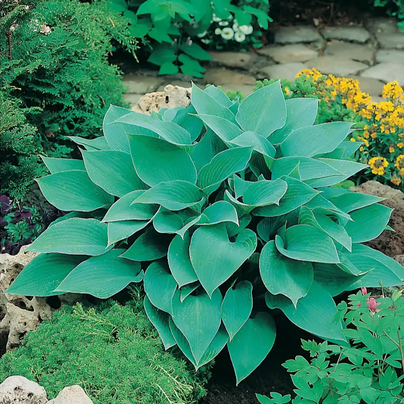 Planta Omnia Garden Blåfunkia Halcyon