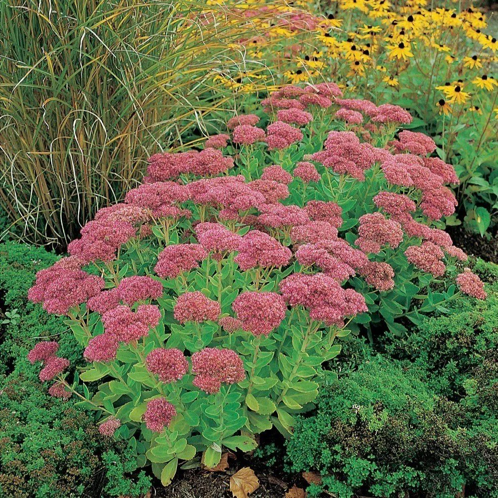 Planta Omnia Garden Kärleksört Herbstfreude