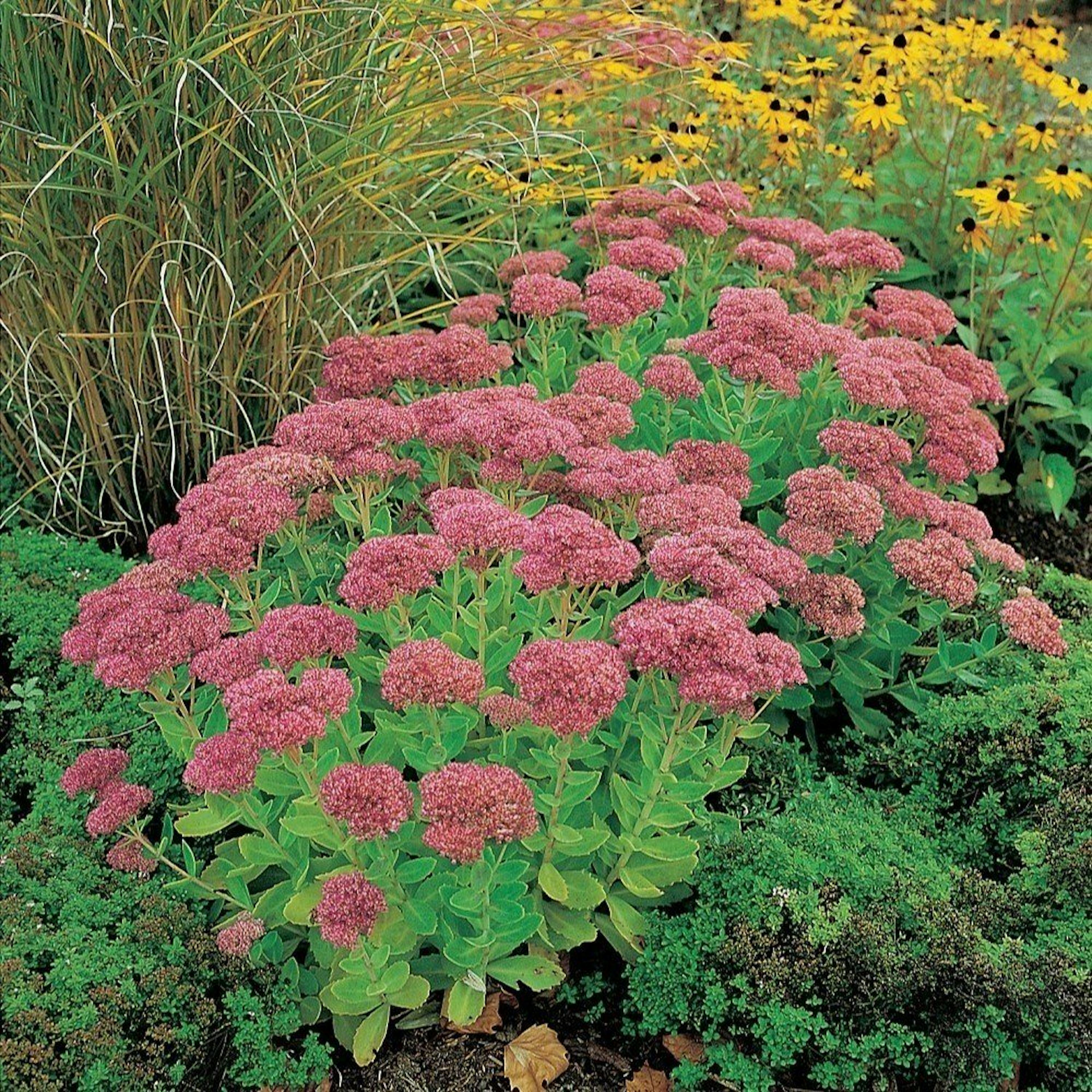 Planta Omnia Garden Kärleksört Herbstfreude