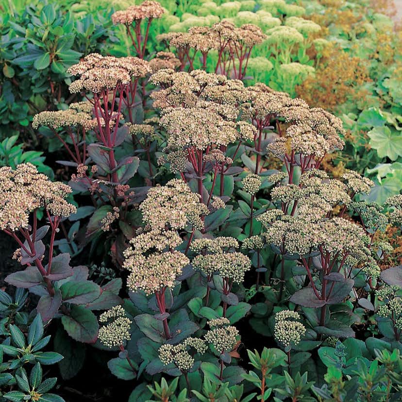 Planta Omnia Garden Kärleksört Matrona