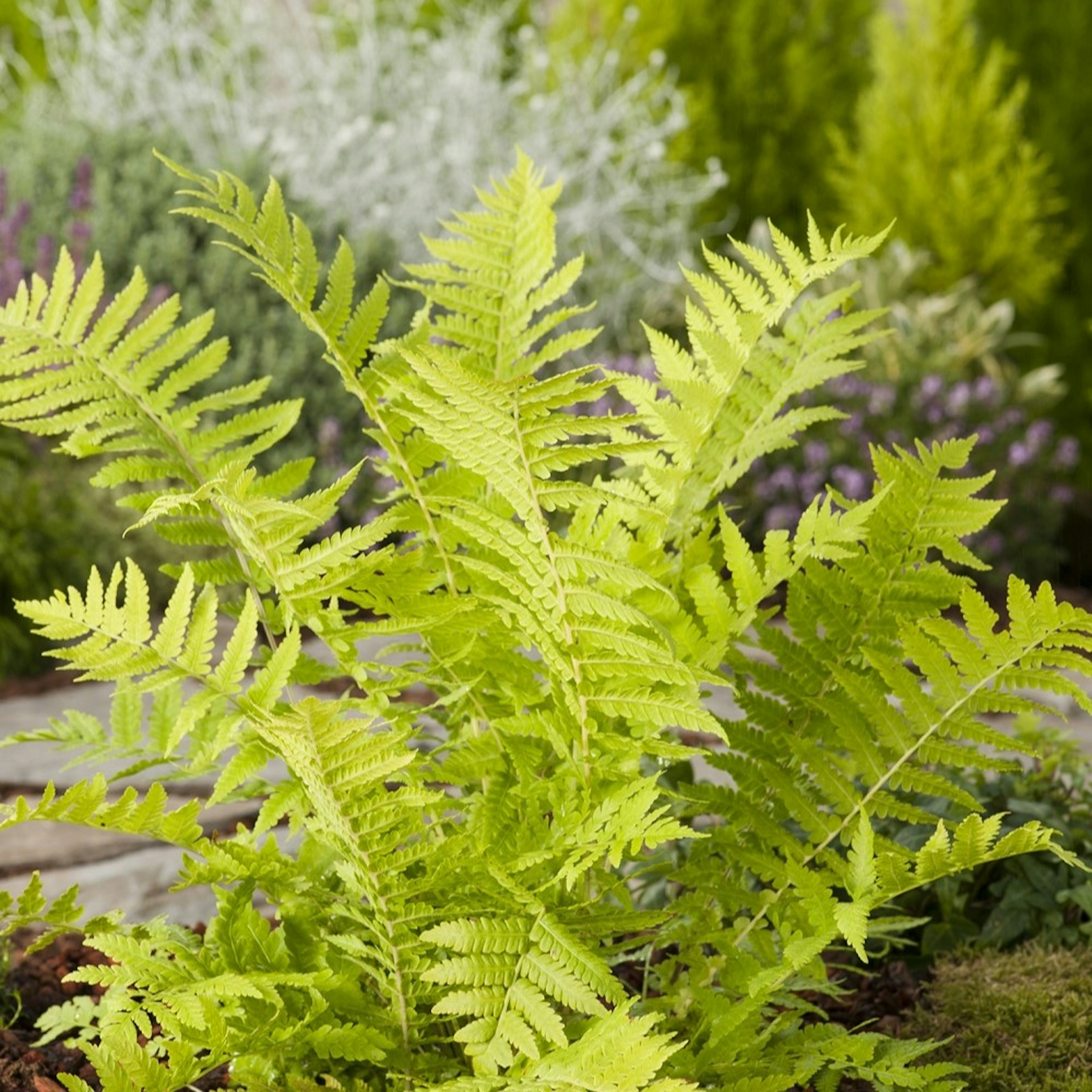 Planta Omnia Garden Strutbräken