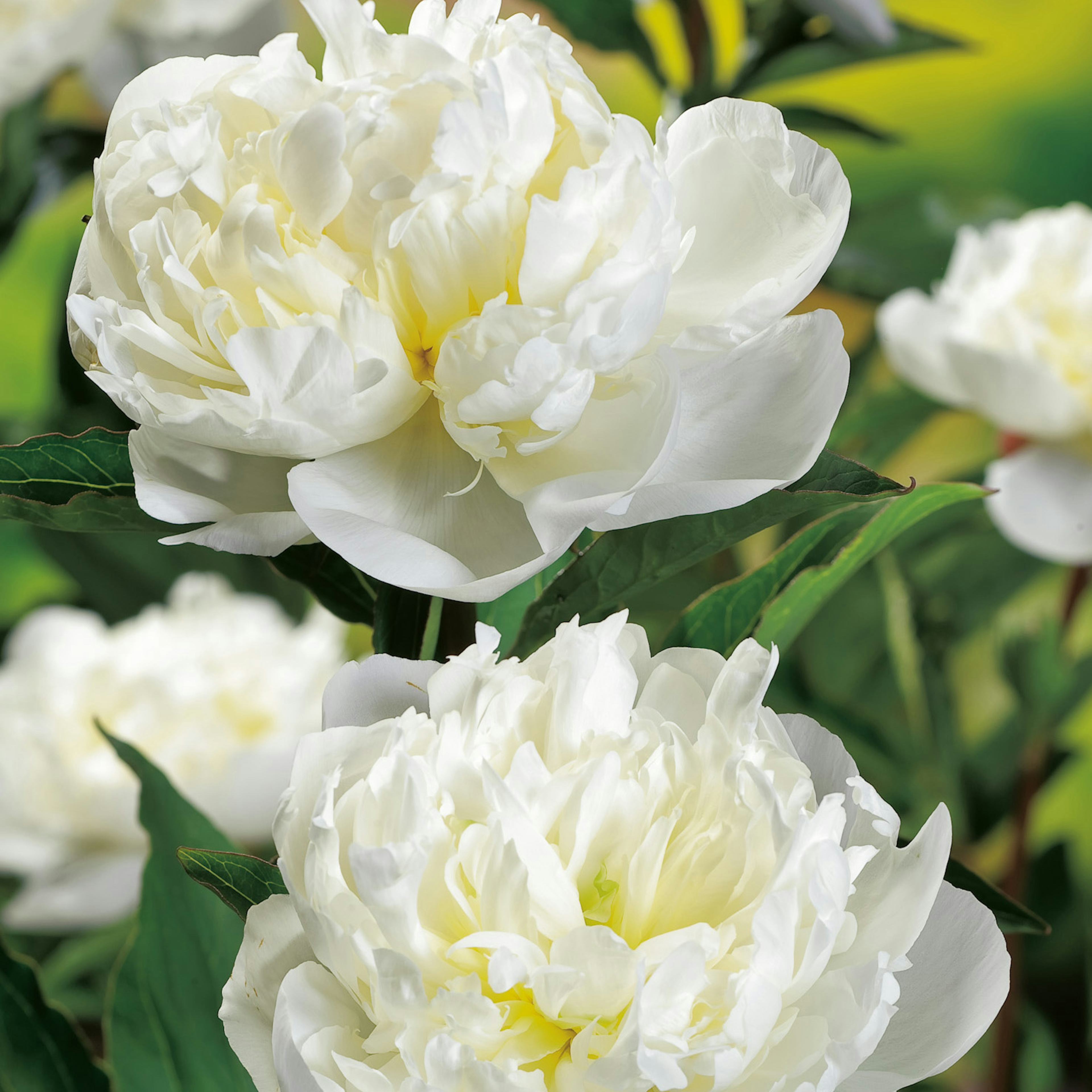 Luktpion Omnia Garden Duchesse De Nemours