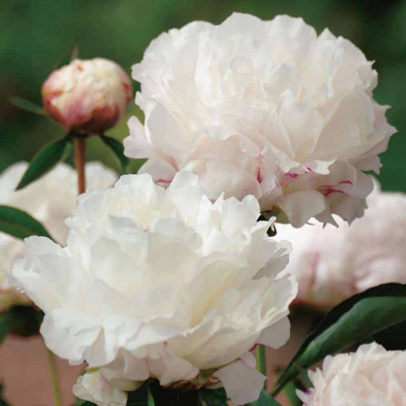 Luktpion Omnia Garden Shirley Temple