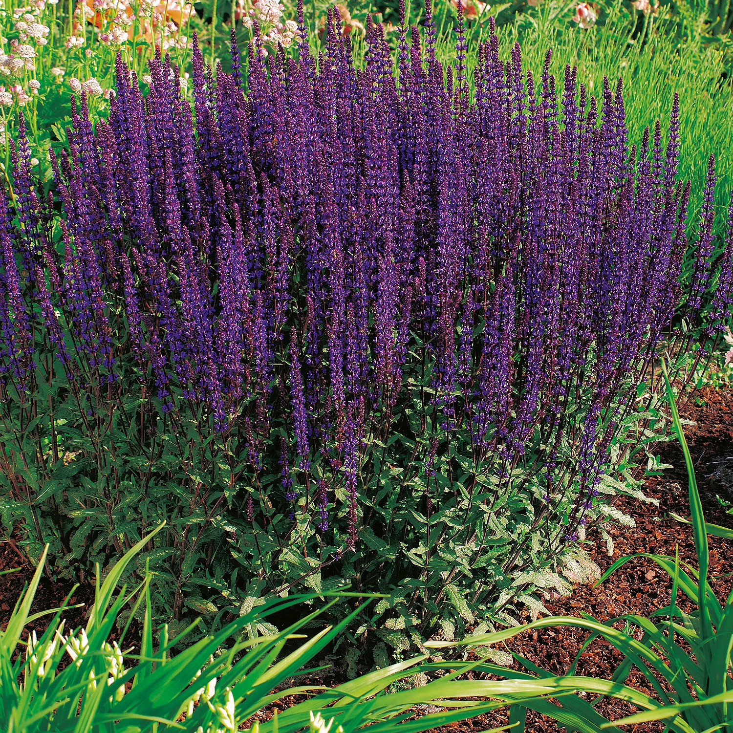 Stäppsalvia Omnia Garden Caradonna