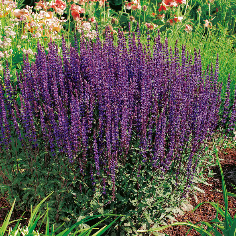 Stäppsalvia Omnia Garden Caradonna