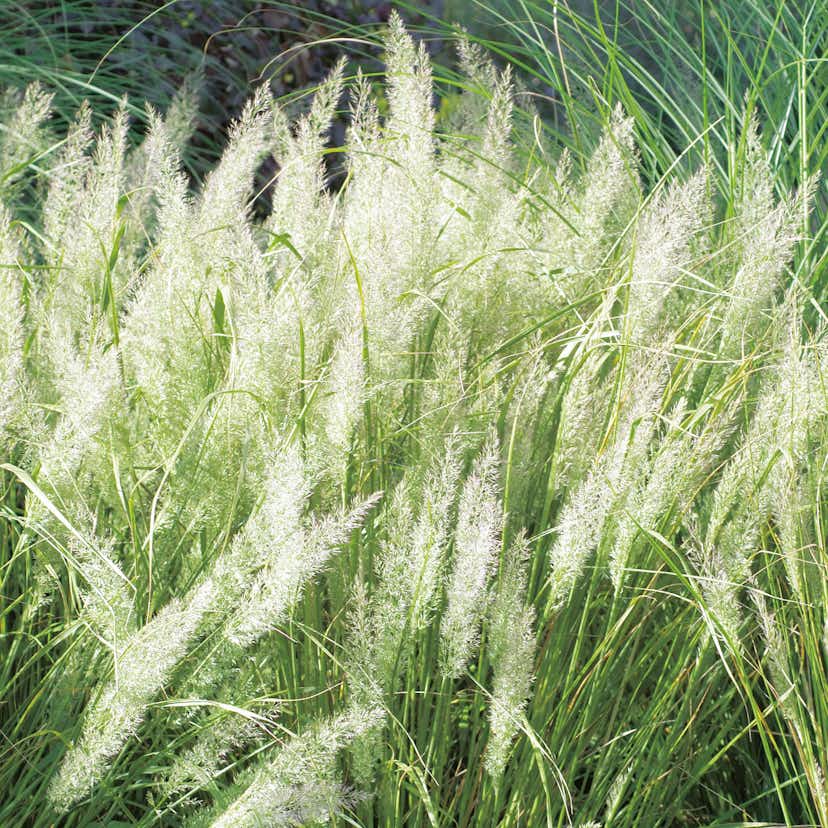 Prydnadsgräs Omnia Garden Diamantrör