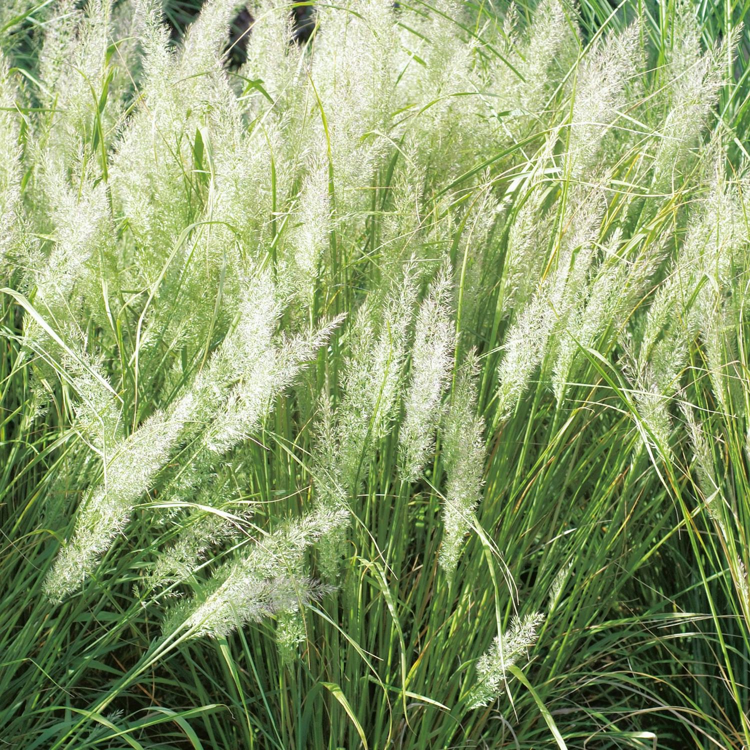 Prydnadsgräs Omnia Garden Diamantrör