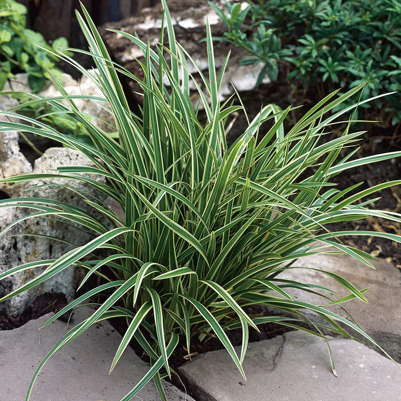 Planta Omnia Garden Japansk starr Ice Dance