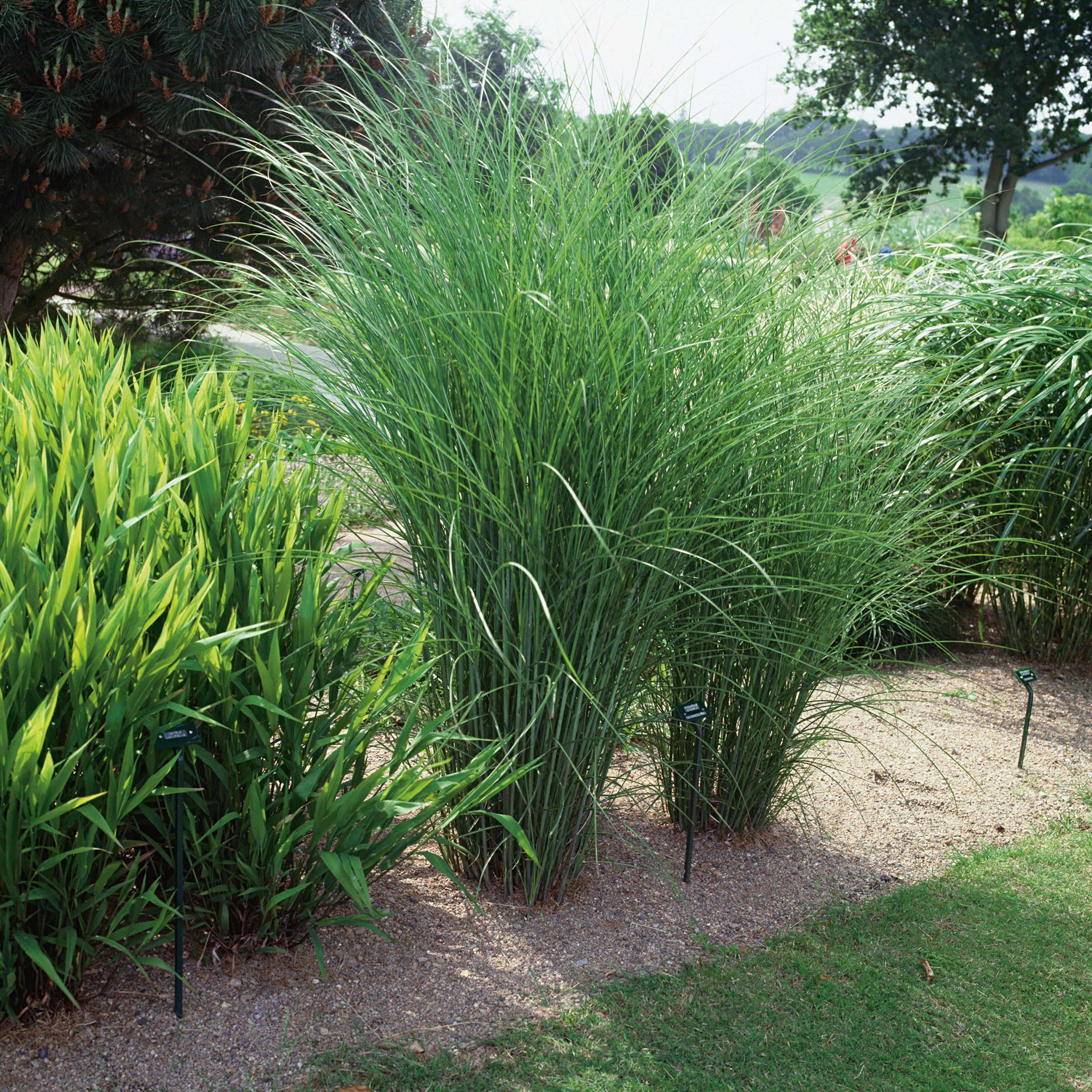 Prydnadsgräs Glansmiskantus Omnia Garden Japanskt Gräs Gracillimus