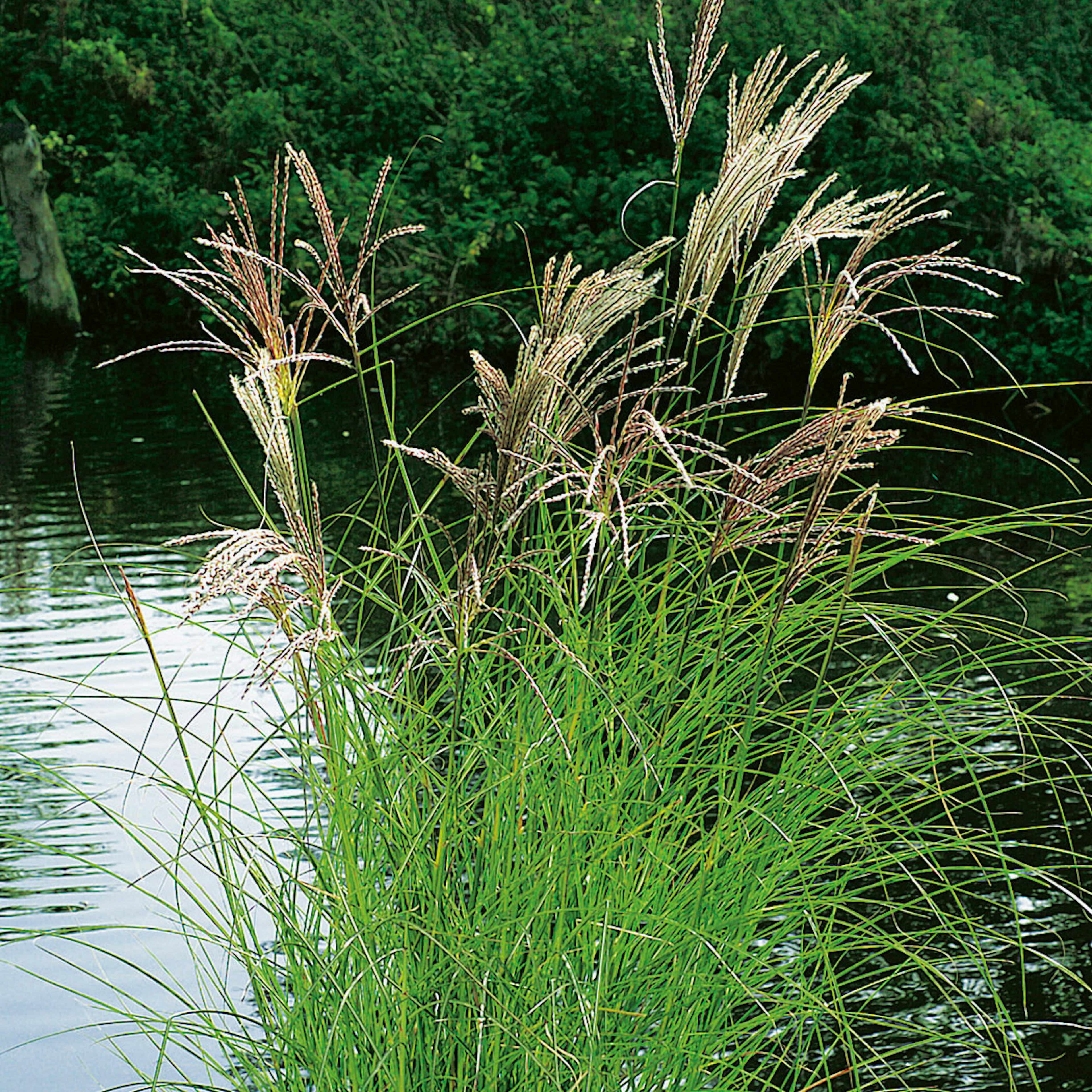 Prydnadsgräs Glansmiskantus Omnia Garden Japanskt Gräs Kleine Silberspinne