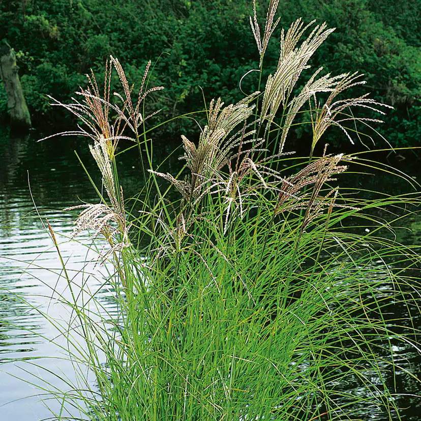 Prydnadsgräs Glansmiskantus Omnia Garden Japanskt Gräs Kleine Silberspinne