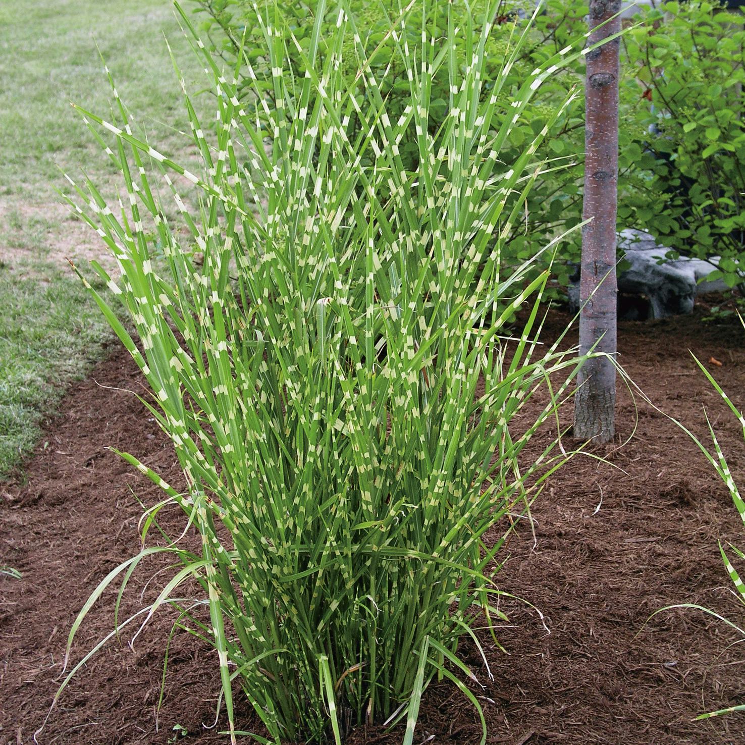 Prydnadsgräs Zebra Omnia Garden Glansmiskantus Strictus