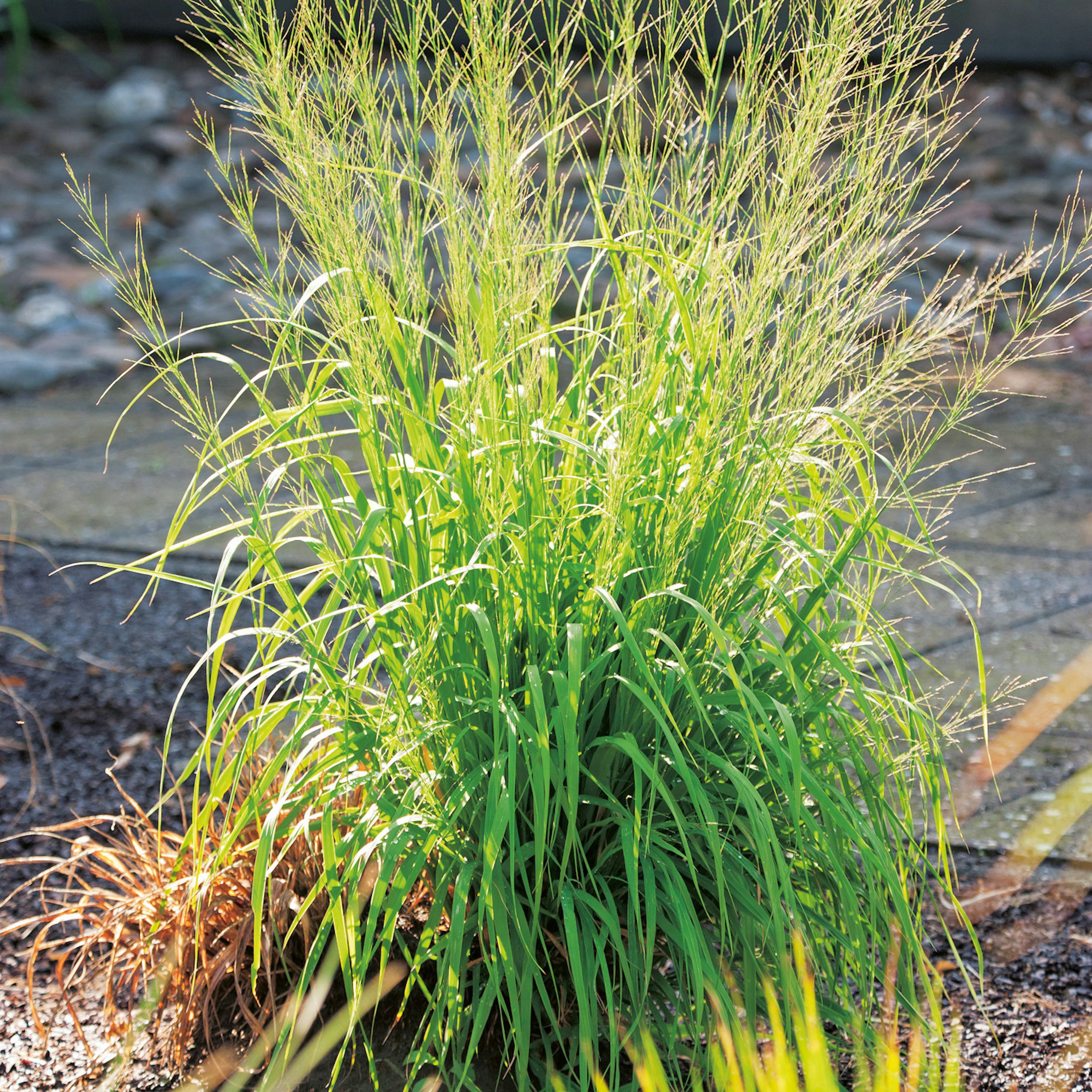 Prydnadsgräs Jättetåtel Omnia Garden Transparent