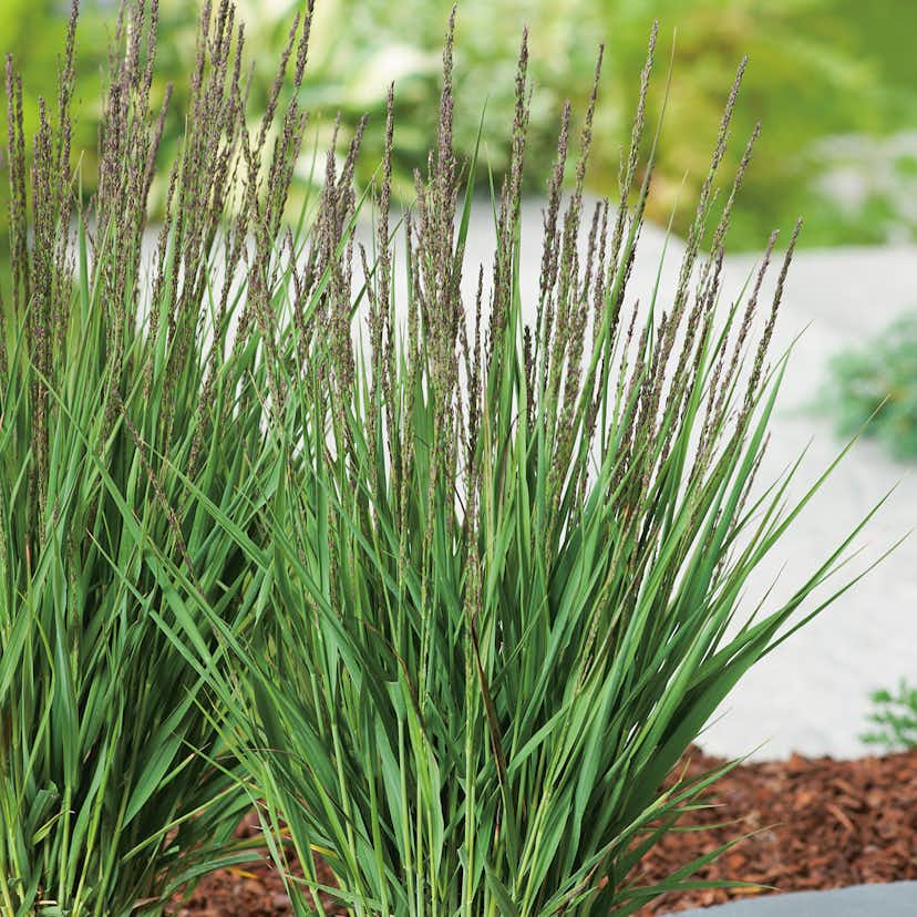 Prydnadsgräs Blåtåtel Omnia Garden Moorhexe