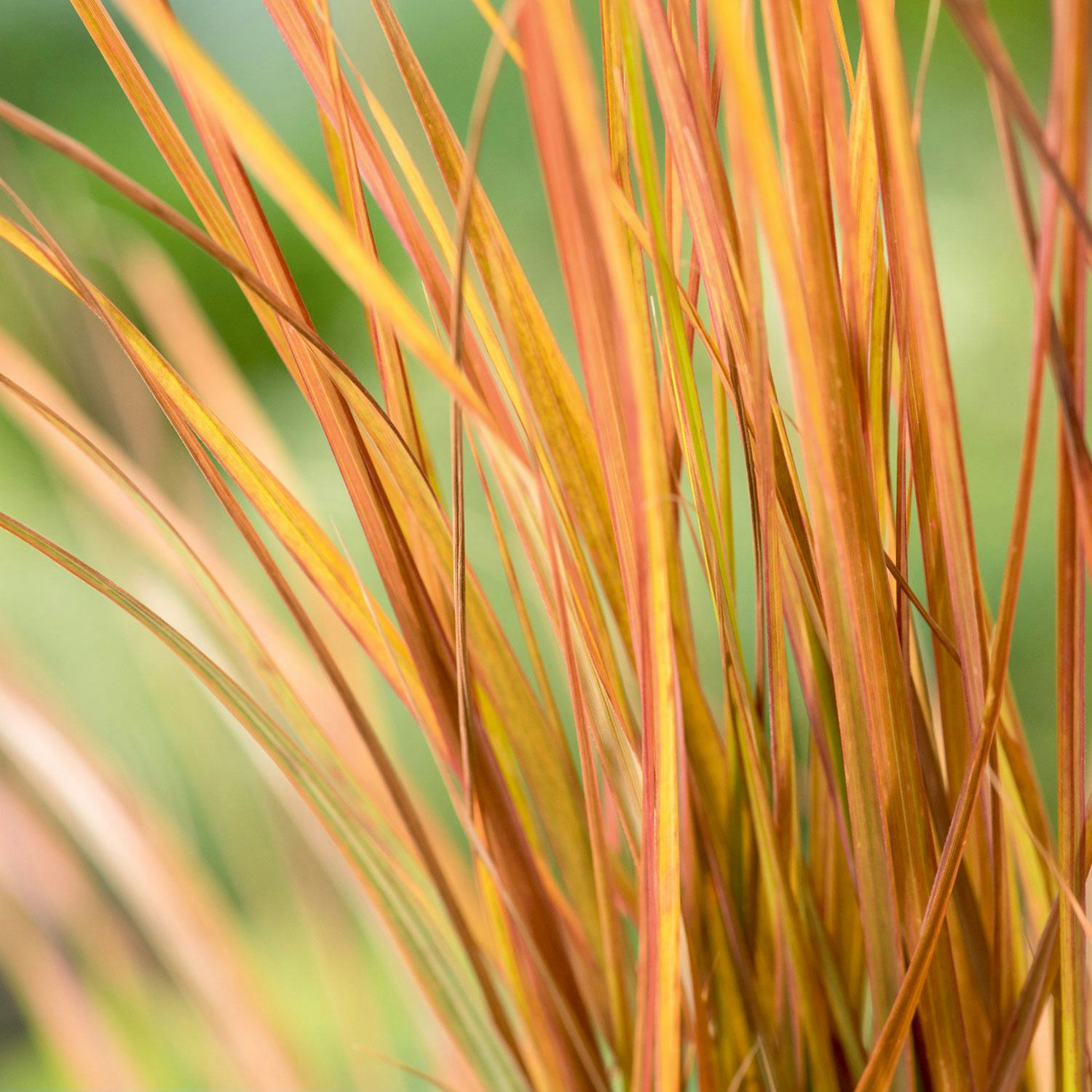 Planta Omnia Garden Fasanfjädergräs Sirocco