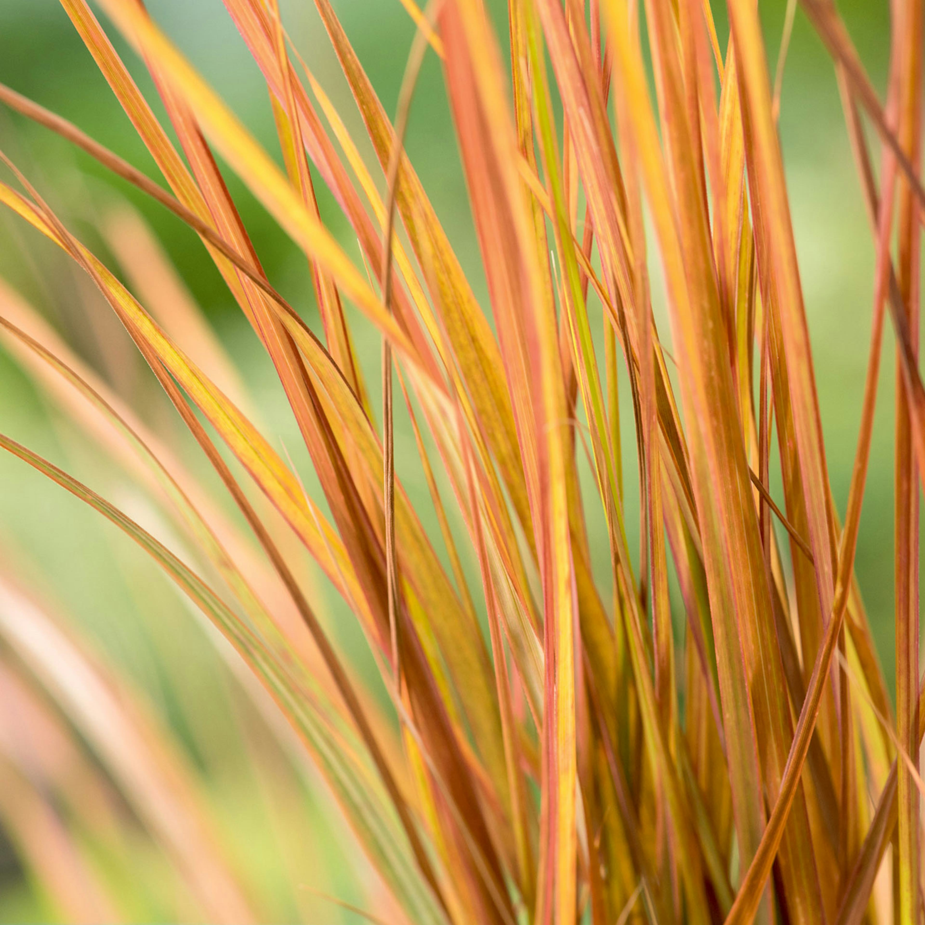 Planta Omnia Garden Fasanfjädergräs Sirocco