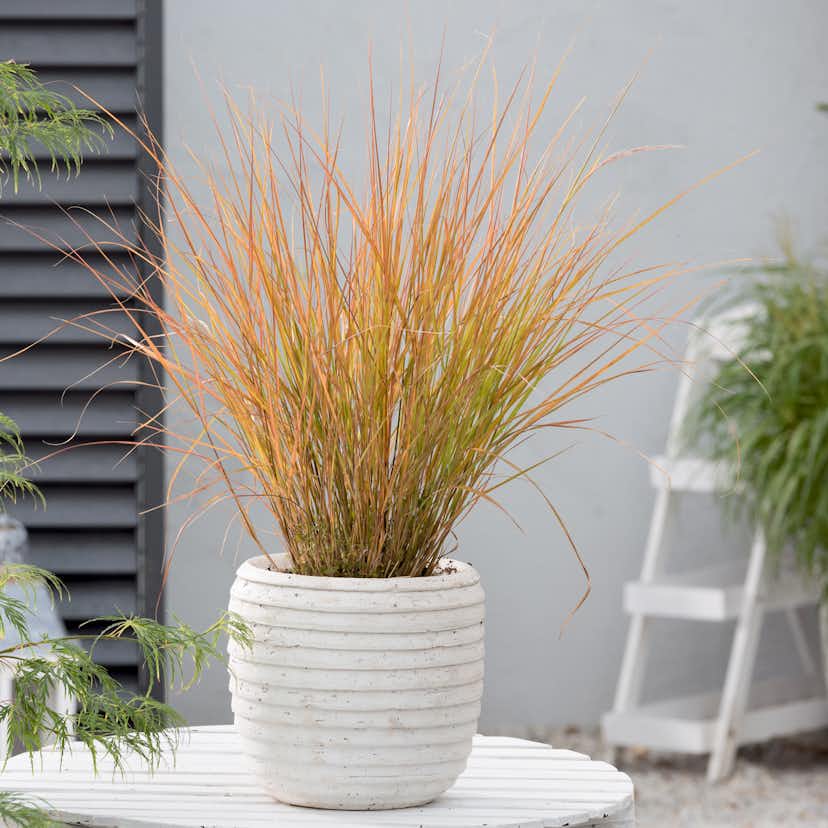 Planta Omnia Garden Fasanfjädergräs Sirocco