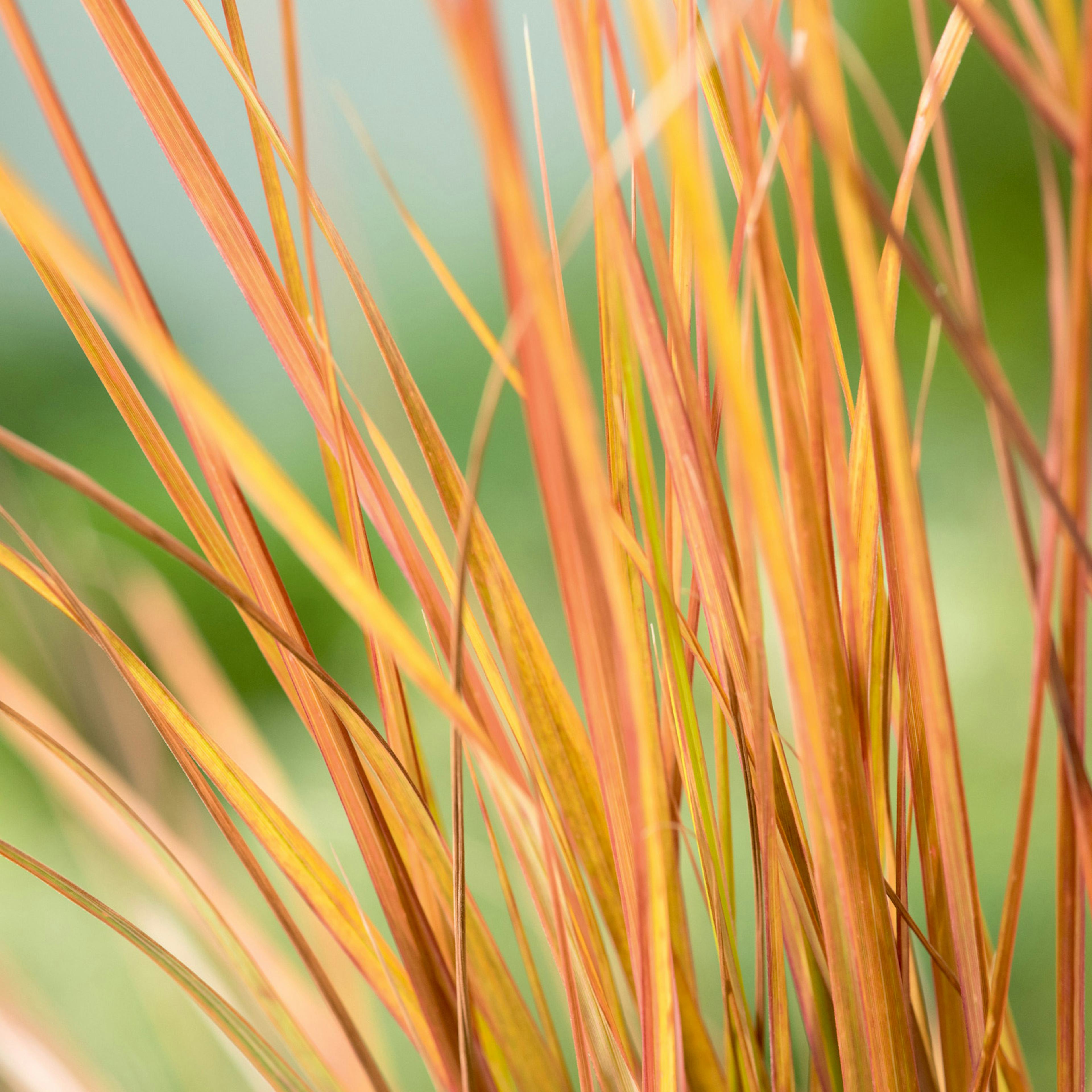 Planta Omnia Garden Fasanfjädergräs Sirocco