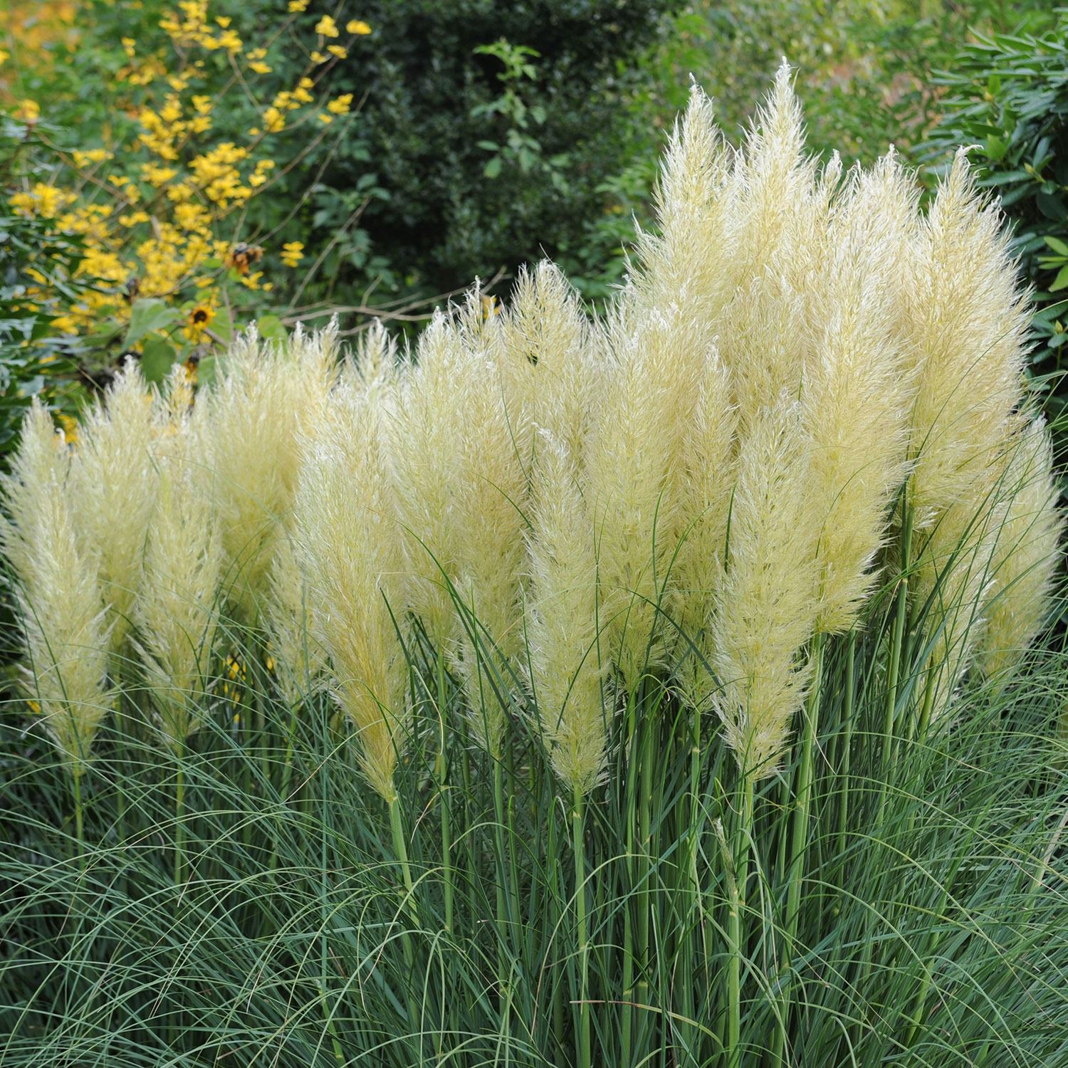 Planta Omnia Garden Pampasgräs