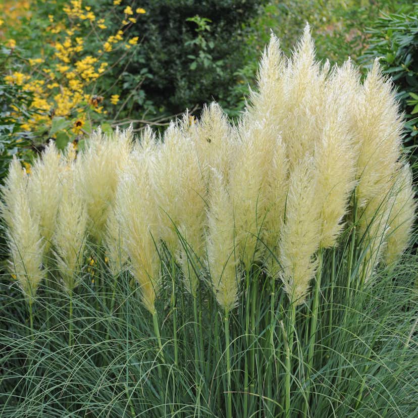 Planta Omnia Garden Pampasgräs