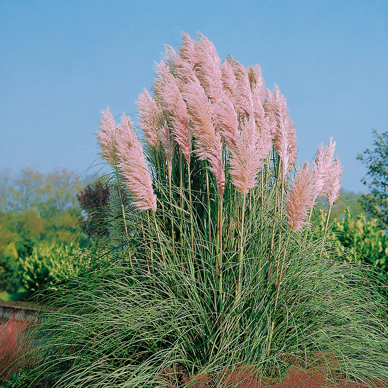 Planta Omnia Garden Pampasgräs Rosea