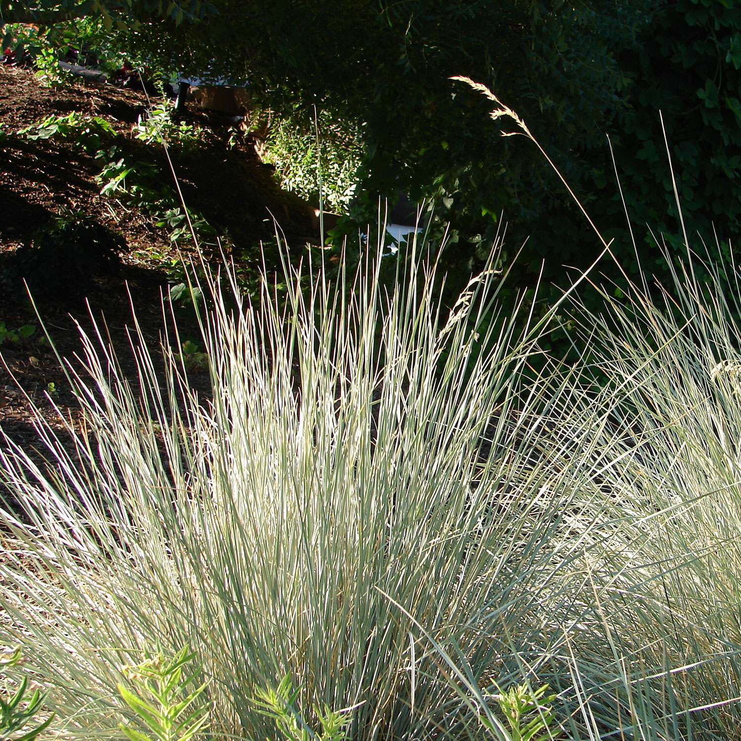 Laminatgolv skötsel