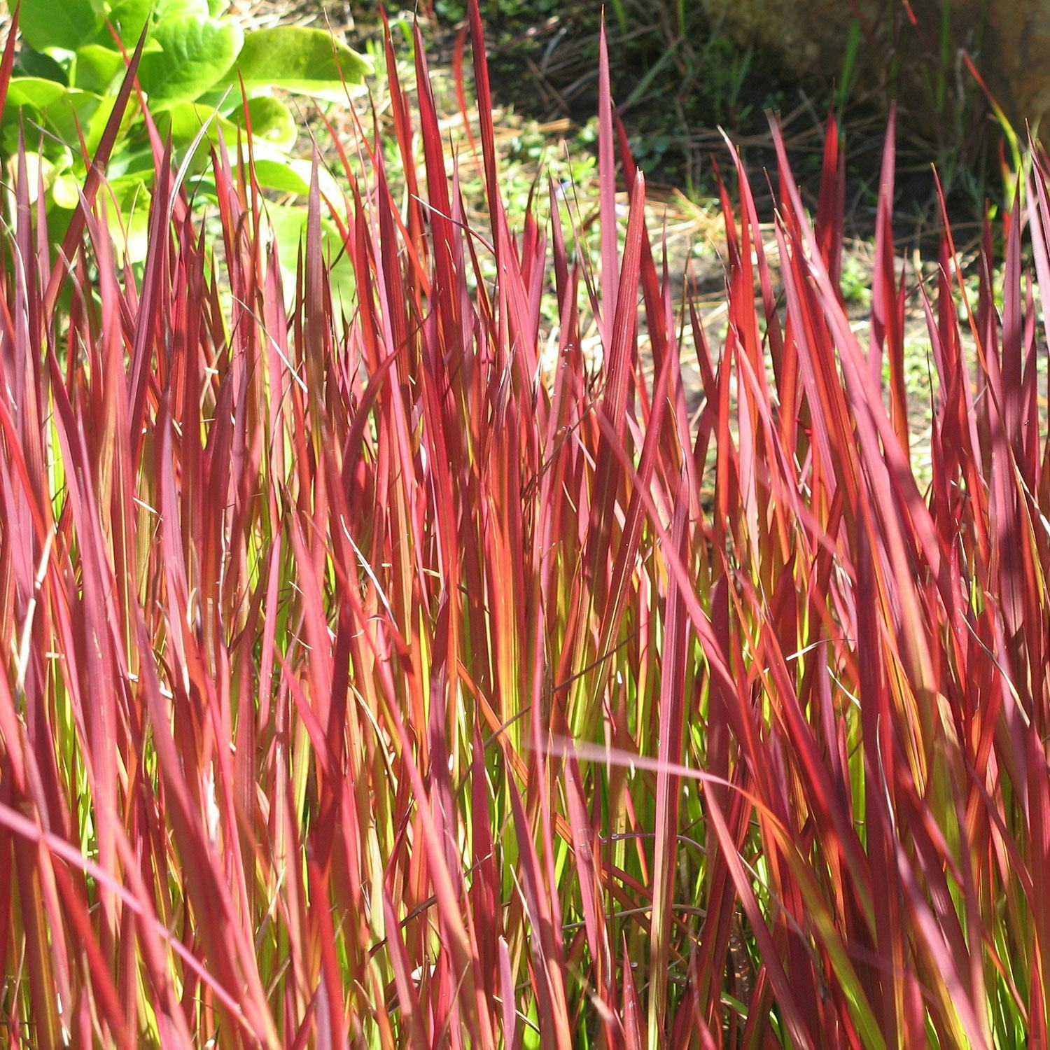 Planta Omnia Garden Japanskt blodgräs