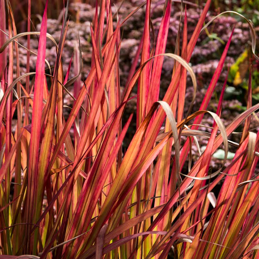 Planta Omnia Garden Japanskt blodgräs