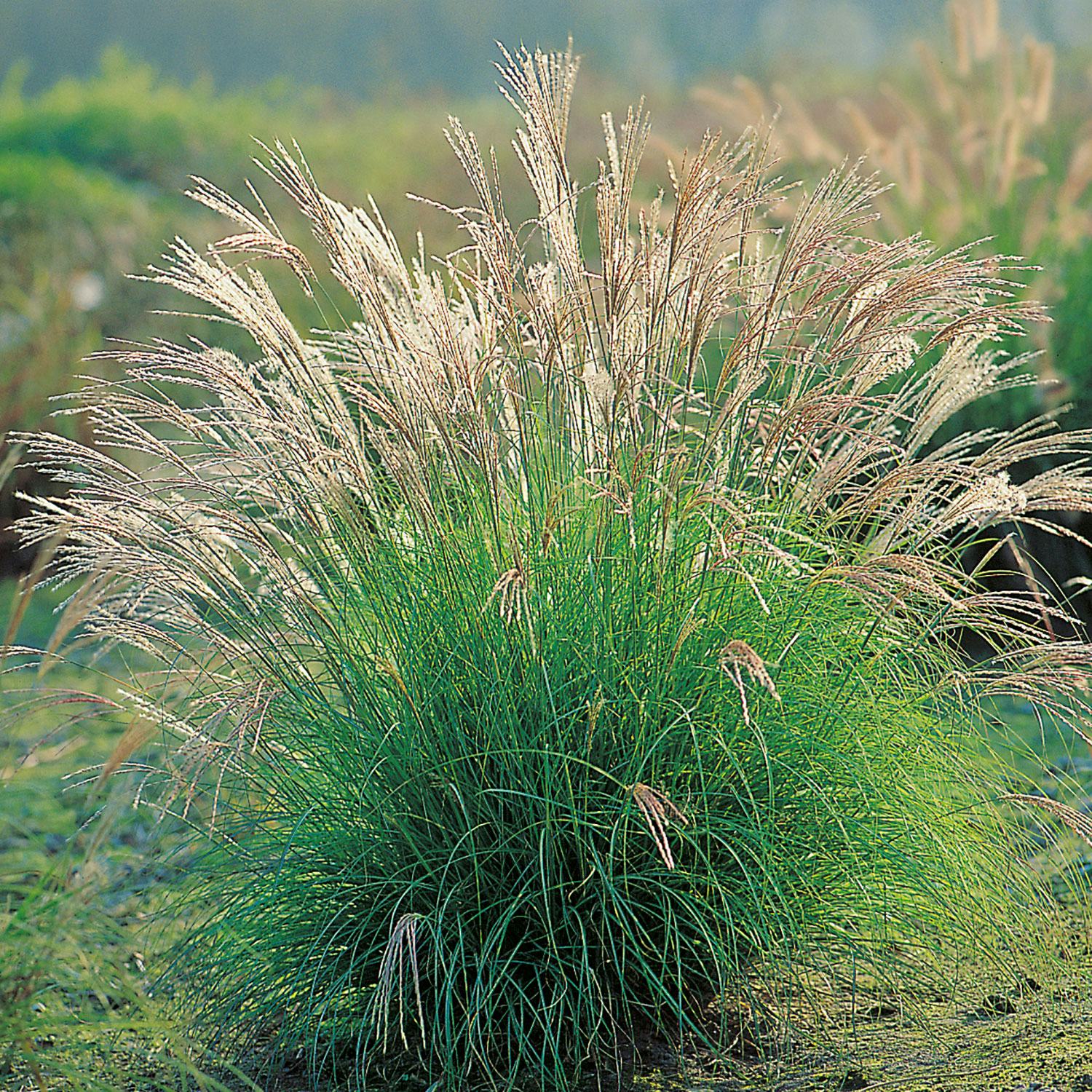 Planta Omnia Garden Glansmiskantus Adagio