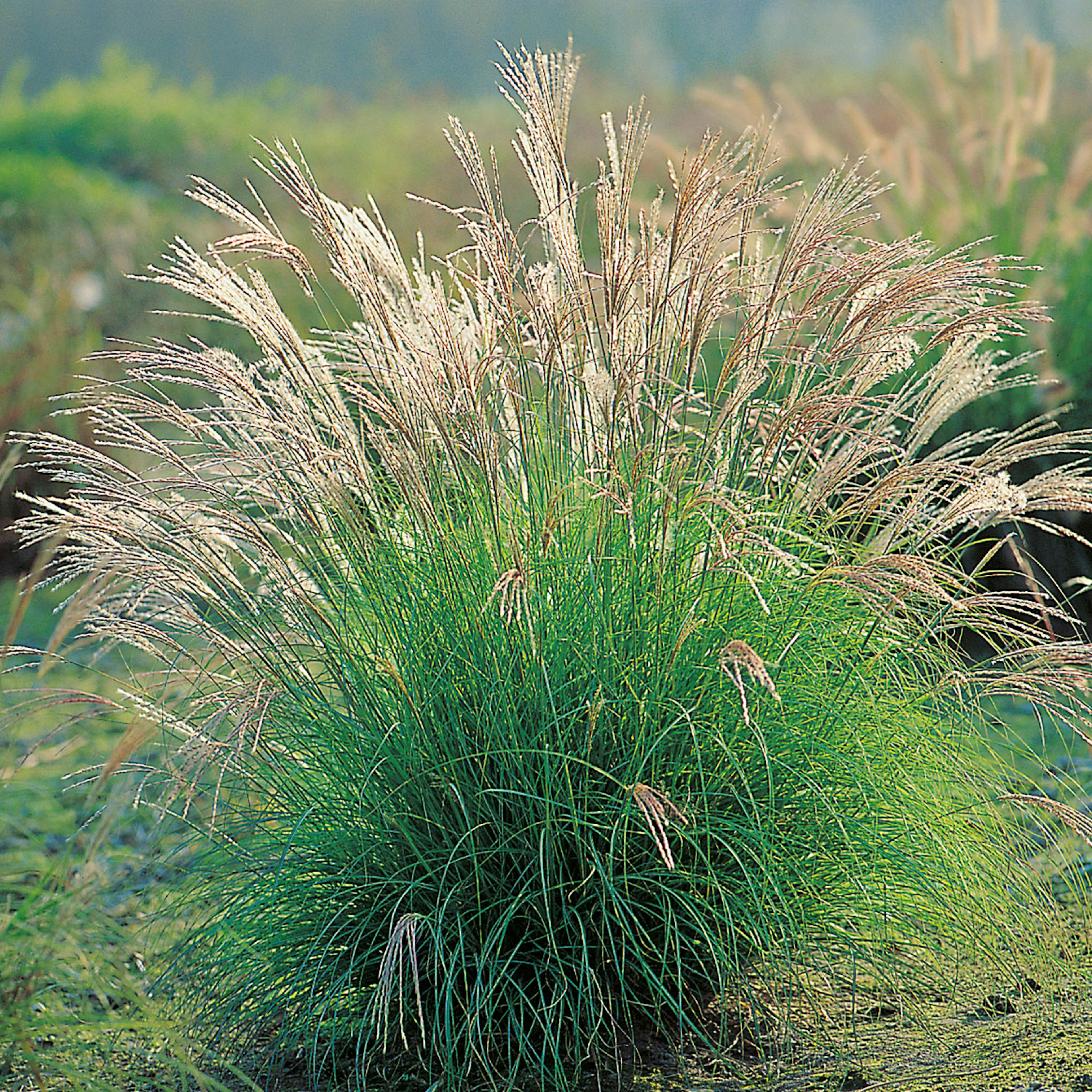 Planta Omnia Garden Glansmiskantus Adagio