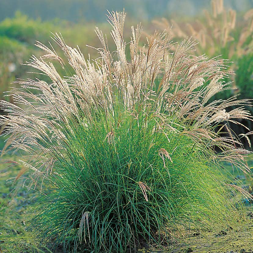 Planta Omnia Garden Glansmiskantus Adagio