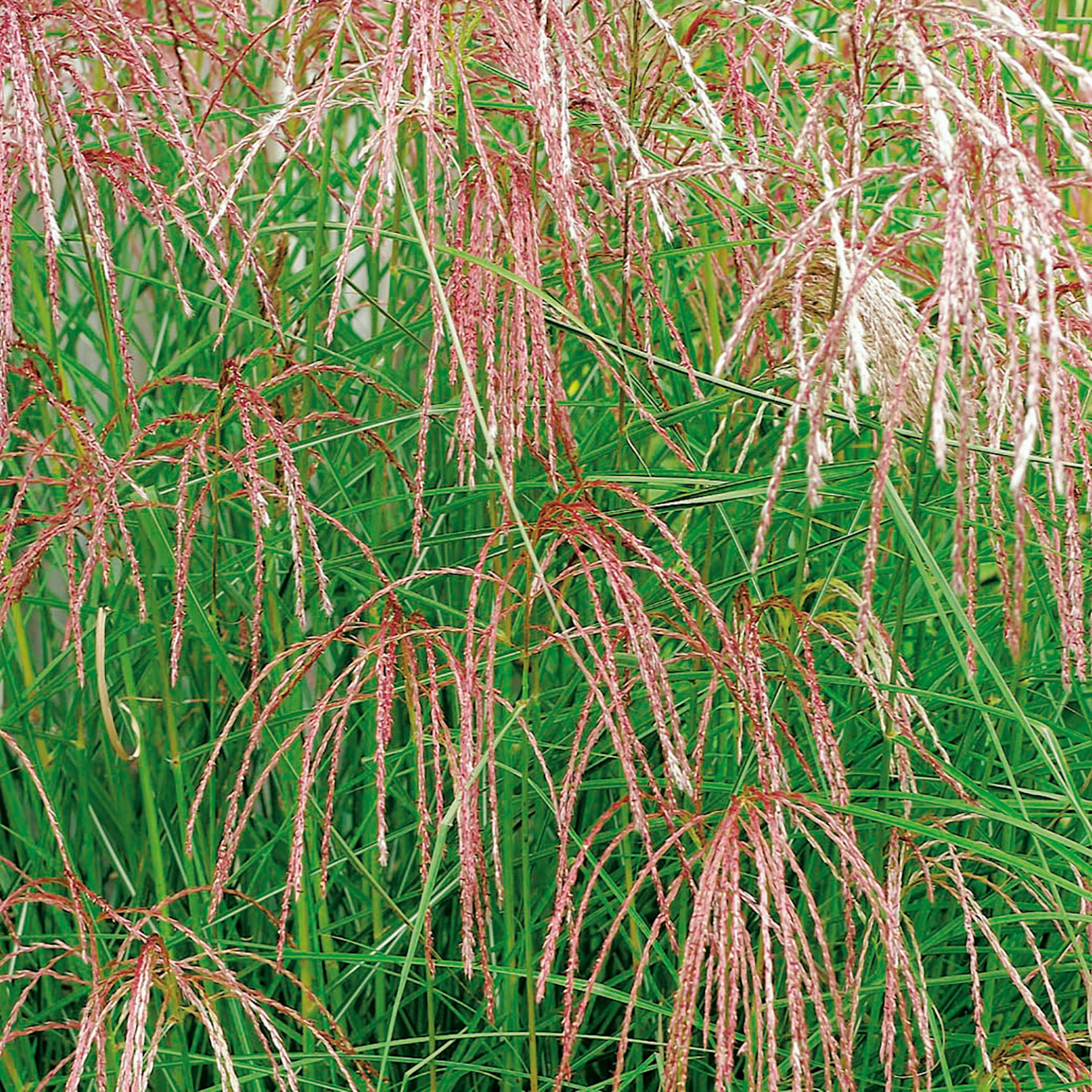 Planta Omnia Garden Glansmiskantus Flamingo