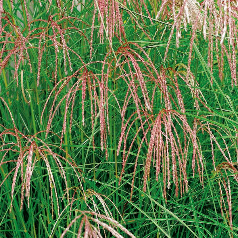 Planta Omnia Garden Glansmiskantus Flamingo