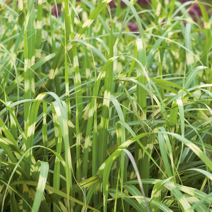 Planta Omnia Garden Glansmiskantus Little Zebra