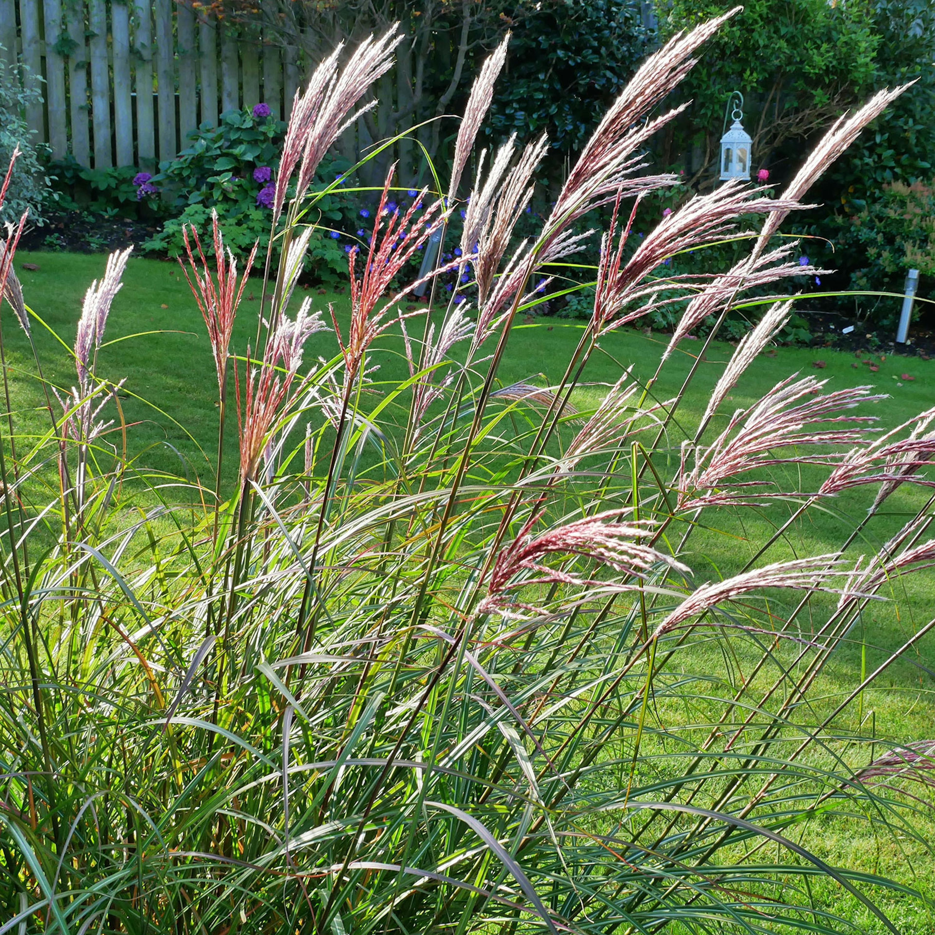 Planta Omnia Garden Glansmiskantus Red Chief