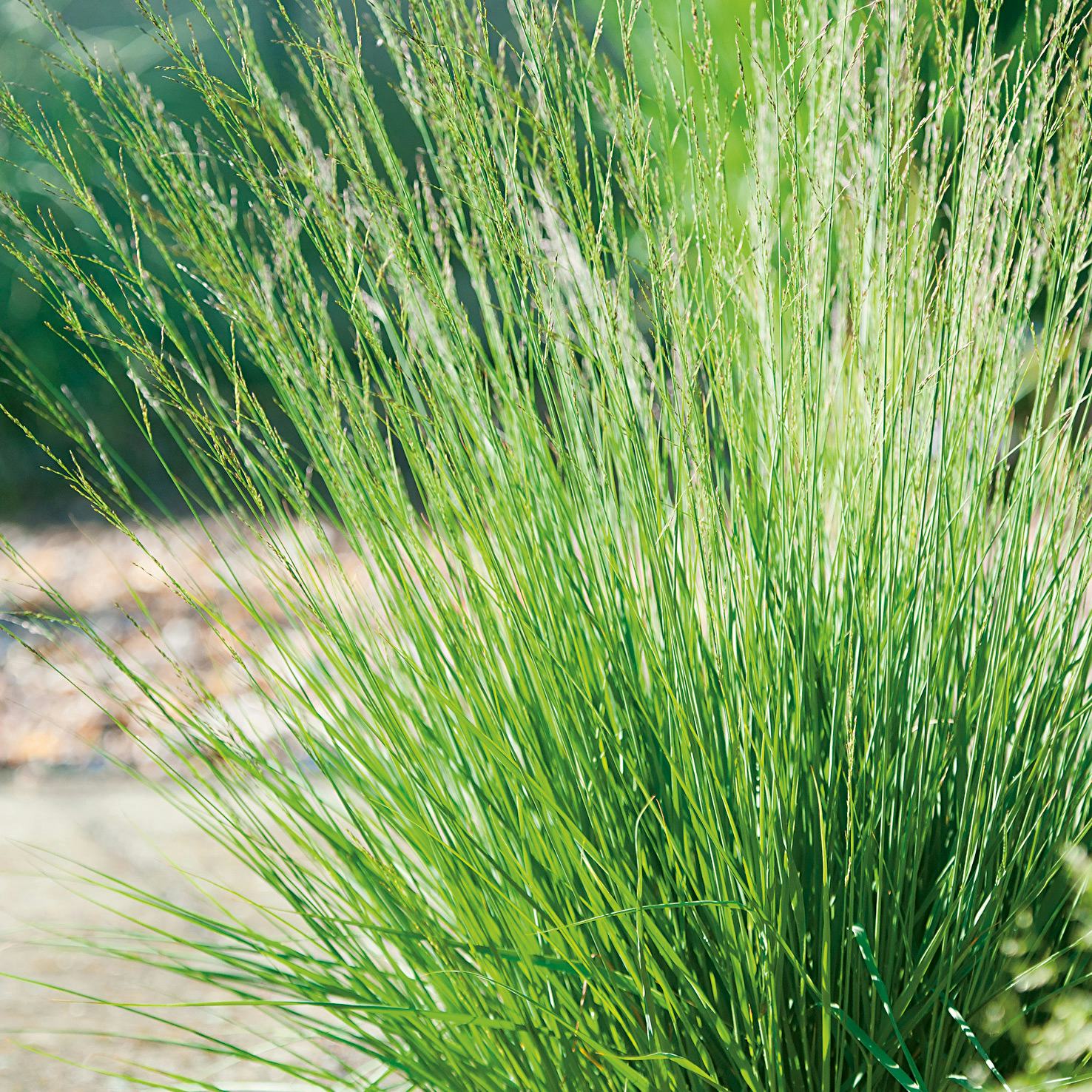 Planta Omnia Garden Blåtåtel Edit Dudszuz