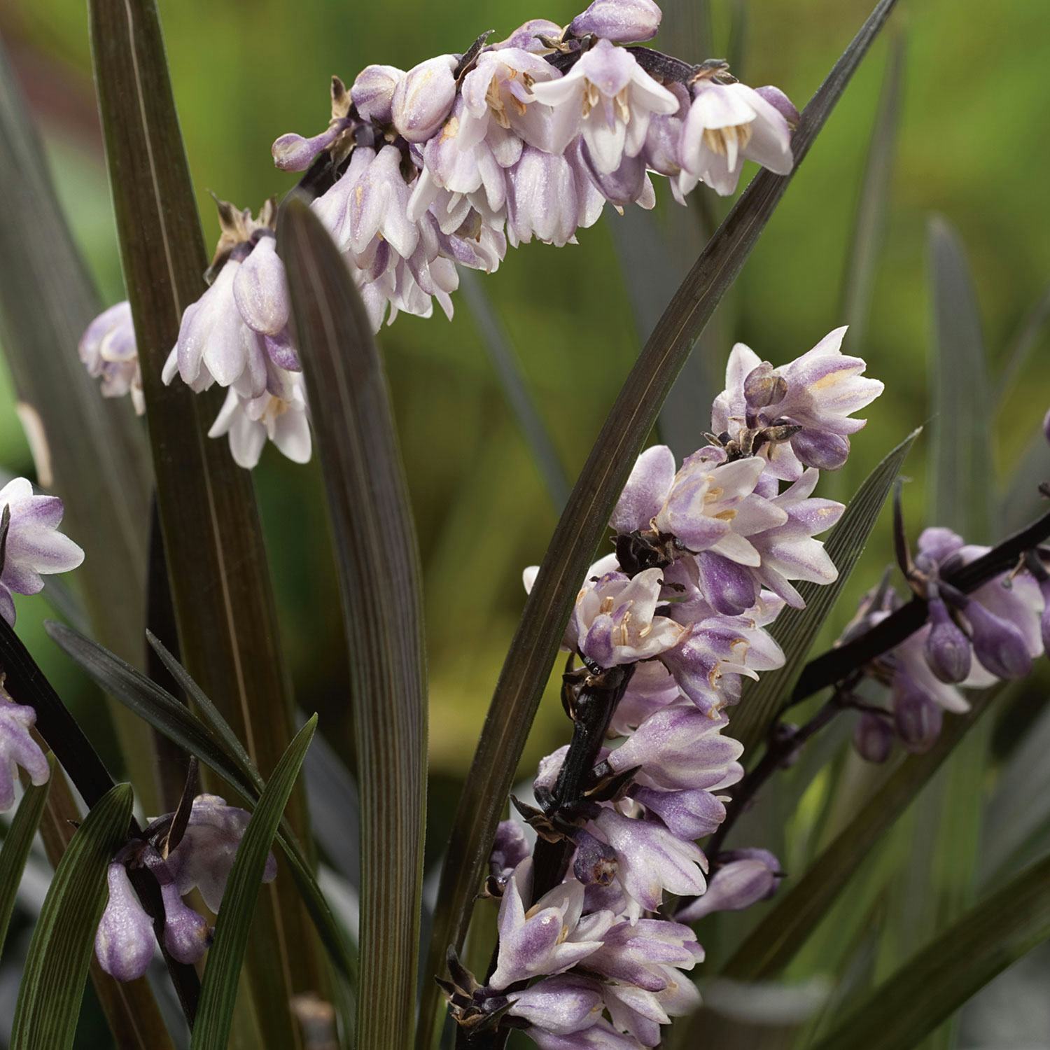 Planta Omnia Garden Mörkt ormskägg Niger