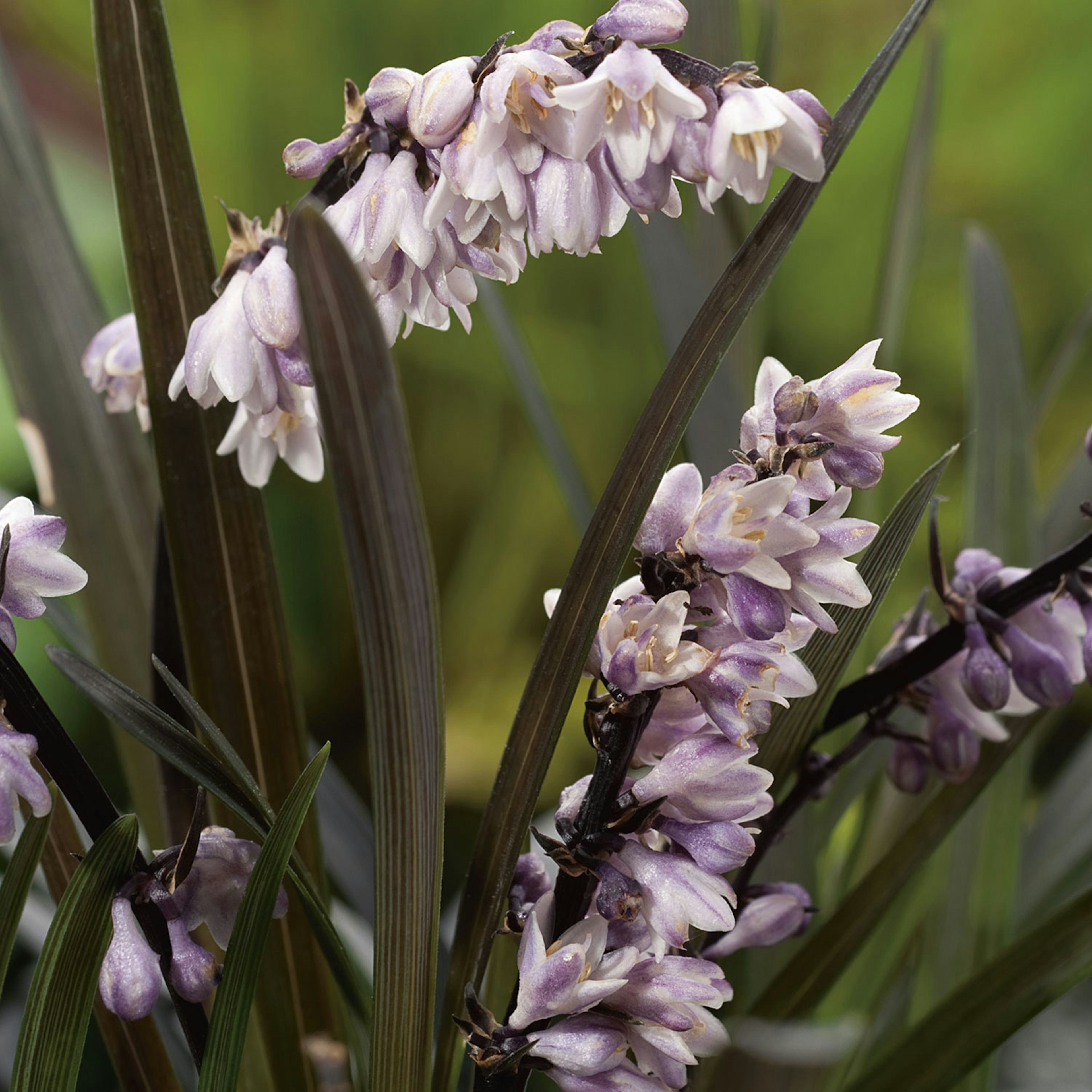 Planta Omnia Garden Mörkt ormskägg Niger