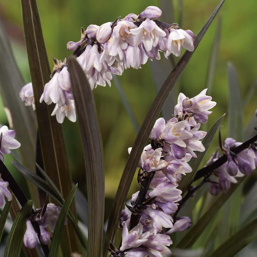 Planta Omnia Garden Mörkt ormskägg Niger